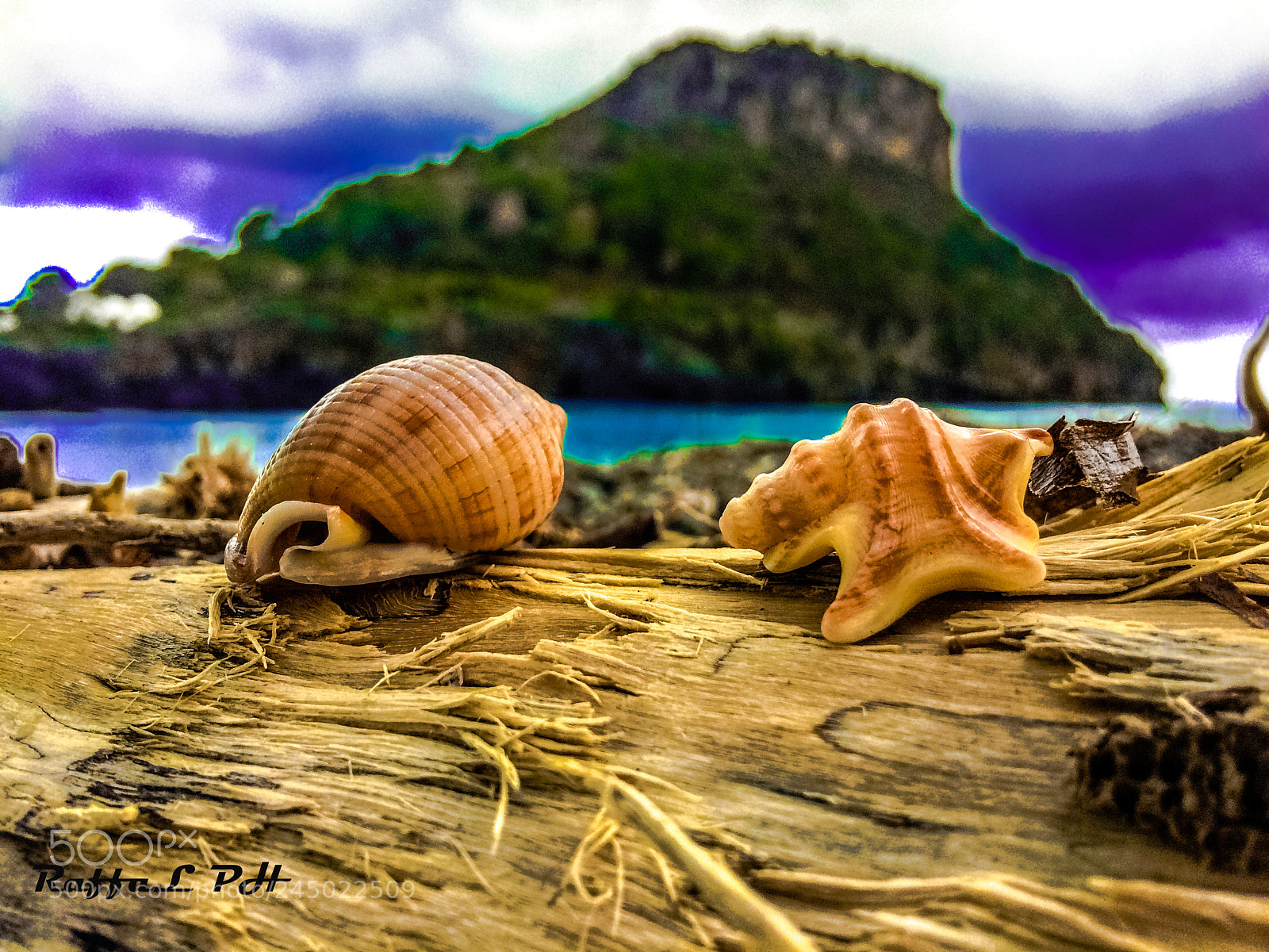 Apple iPhone 5s sample photo. Conchiglie photography