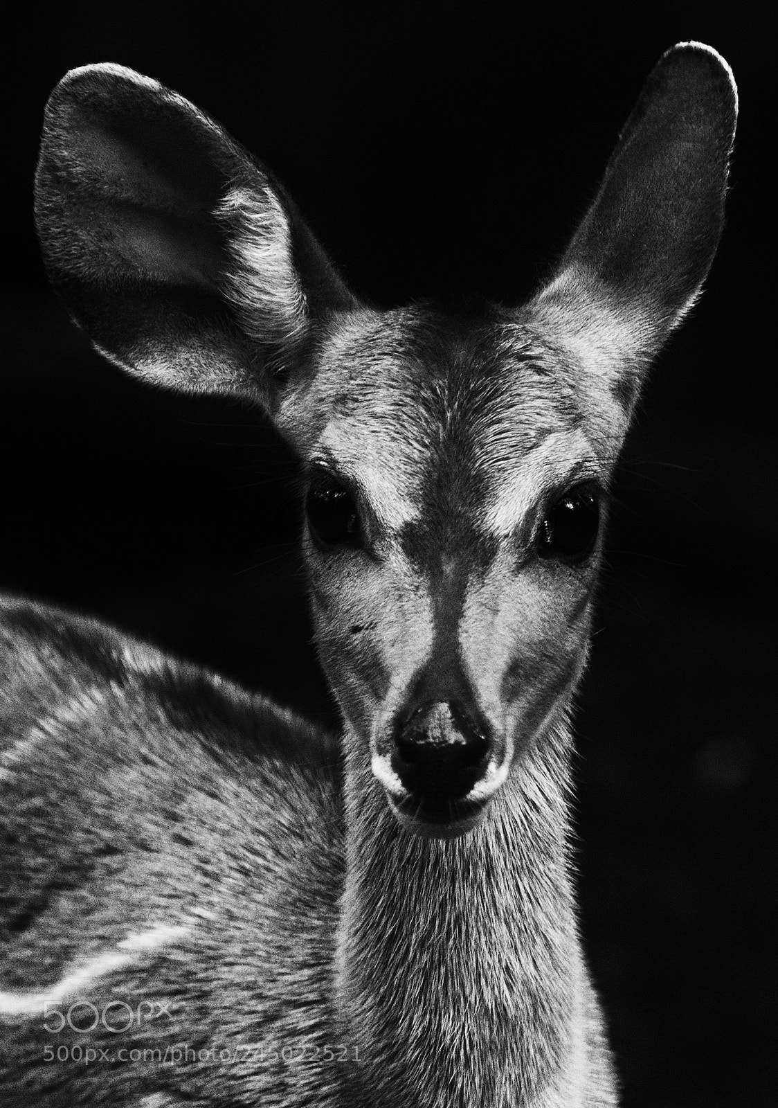 Nikon D800 sample photo. Antelope photography