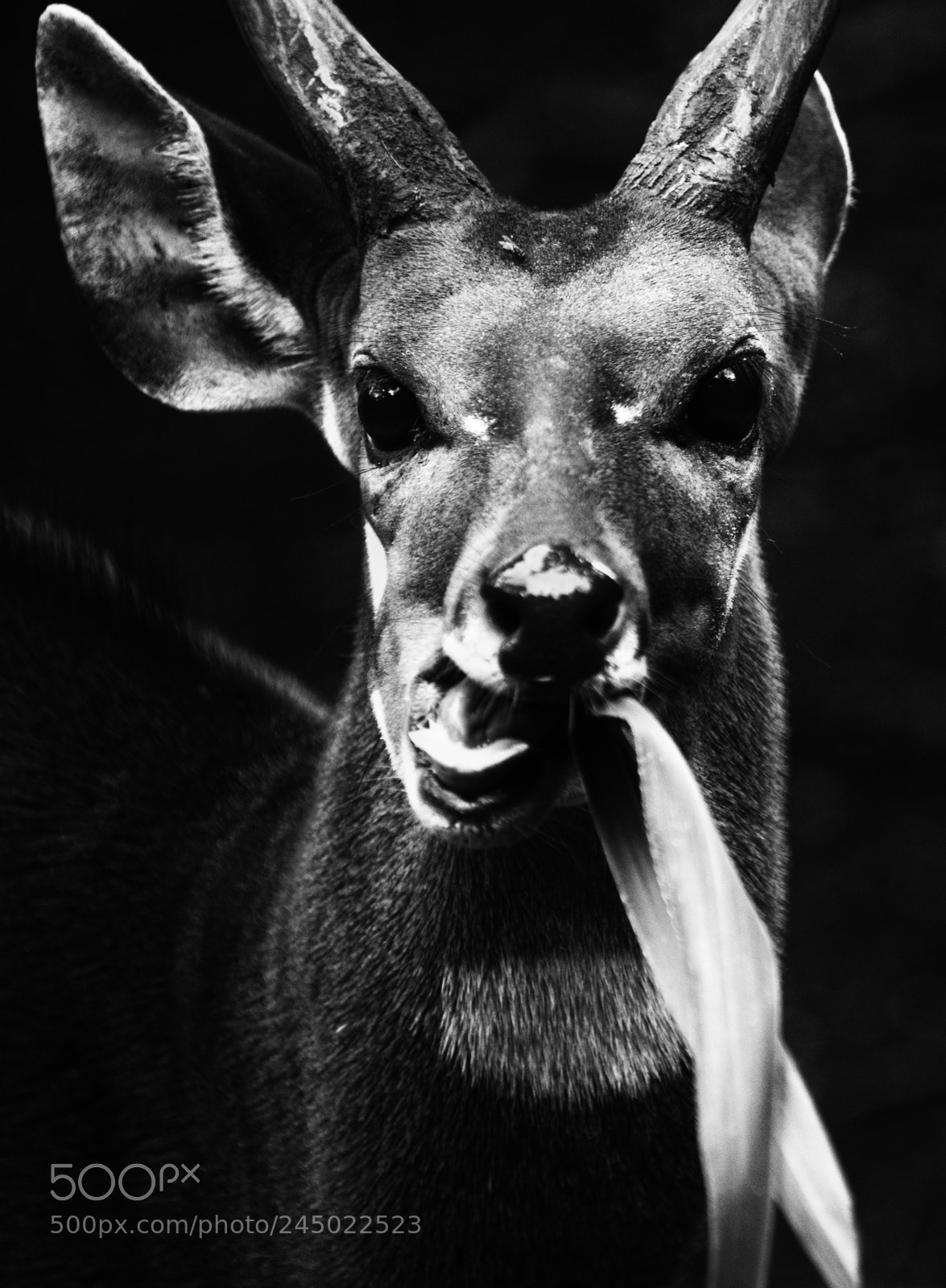 Nikon D800 sample photo. Antelope photography