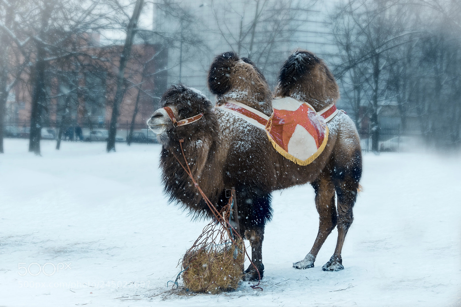 Olympus OM-D E-M5 II sample photo. A camel from st photography