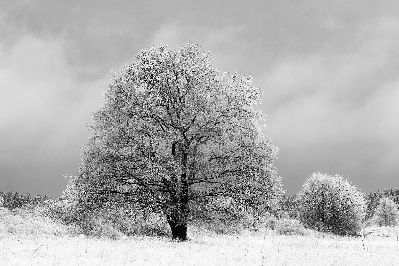 Nikon D500 sample photo. Decorated photography