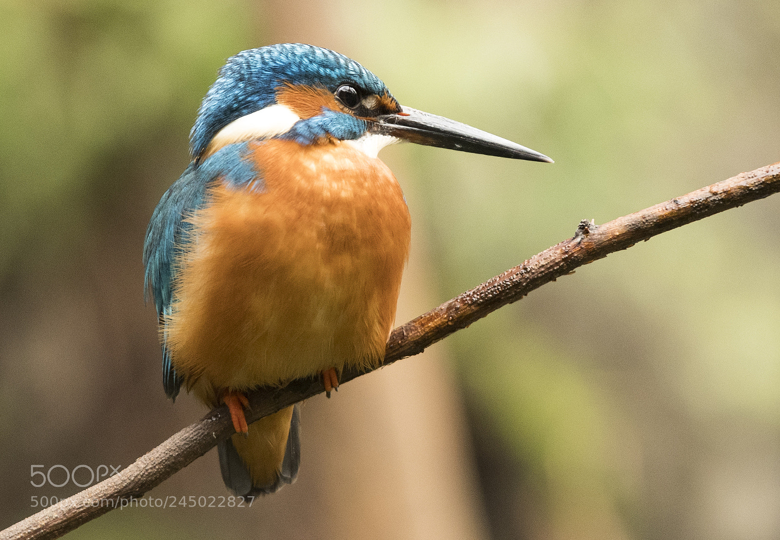 Nikon D500 sample photo. Alcedo photography