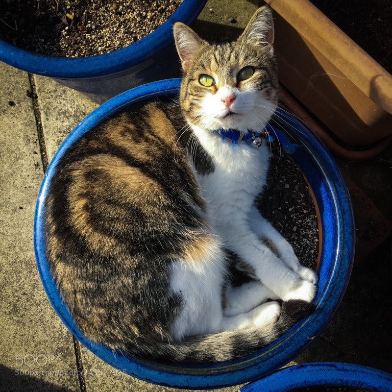Apple iPhone 6 sample photo. Pot with a cat photography