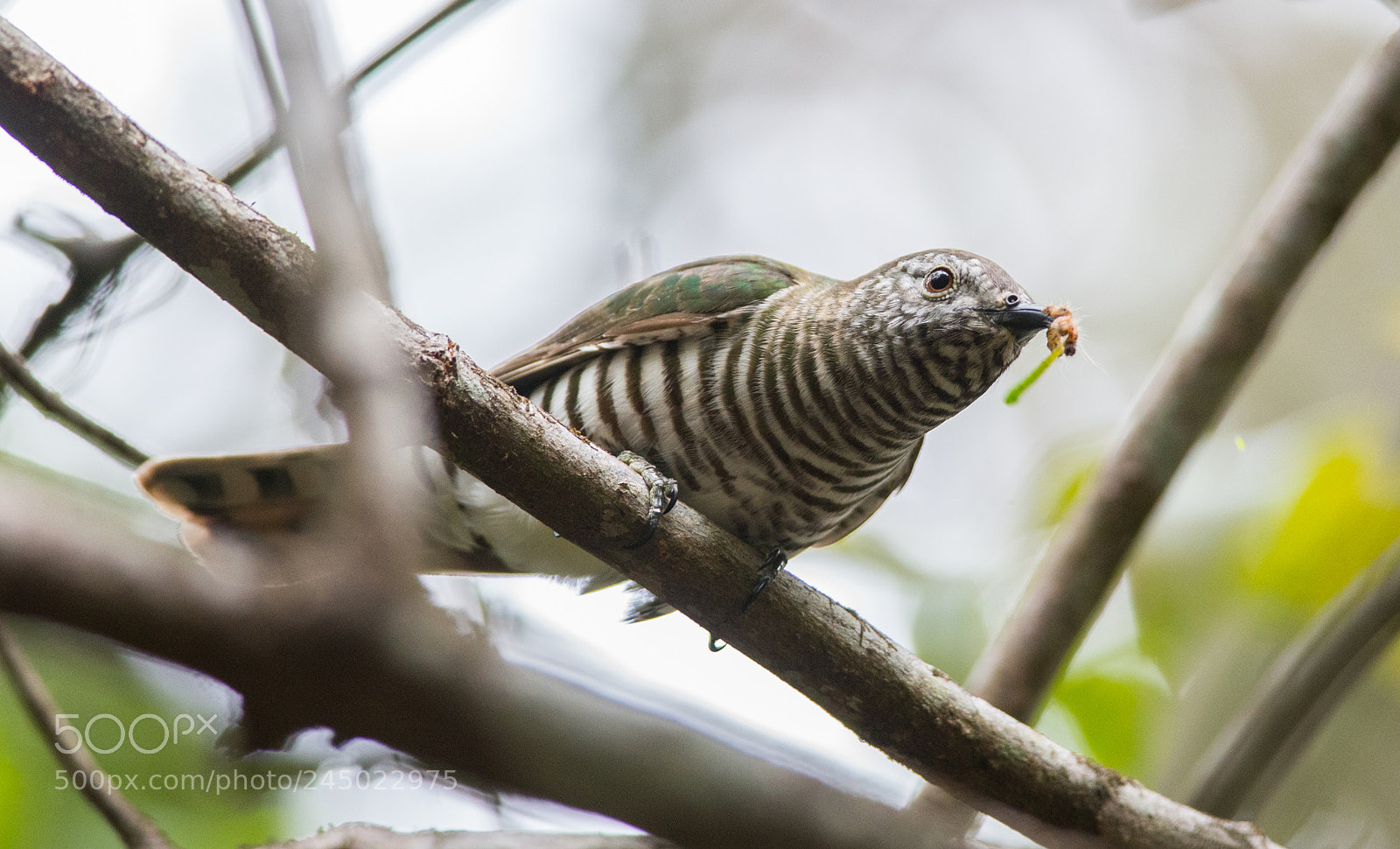 Nikon D600 sample photo. Bronze shining cuckoo with photography