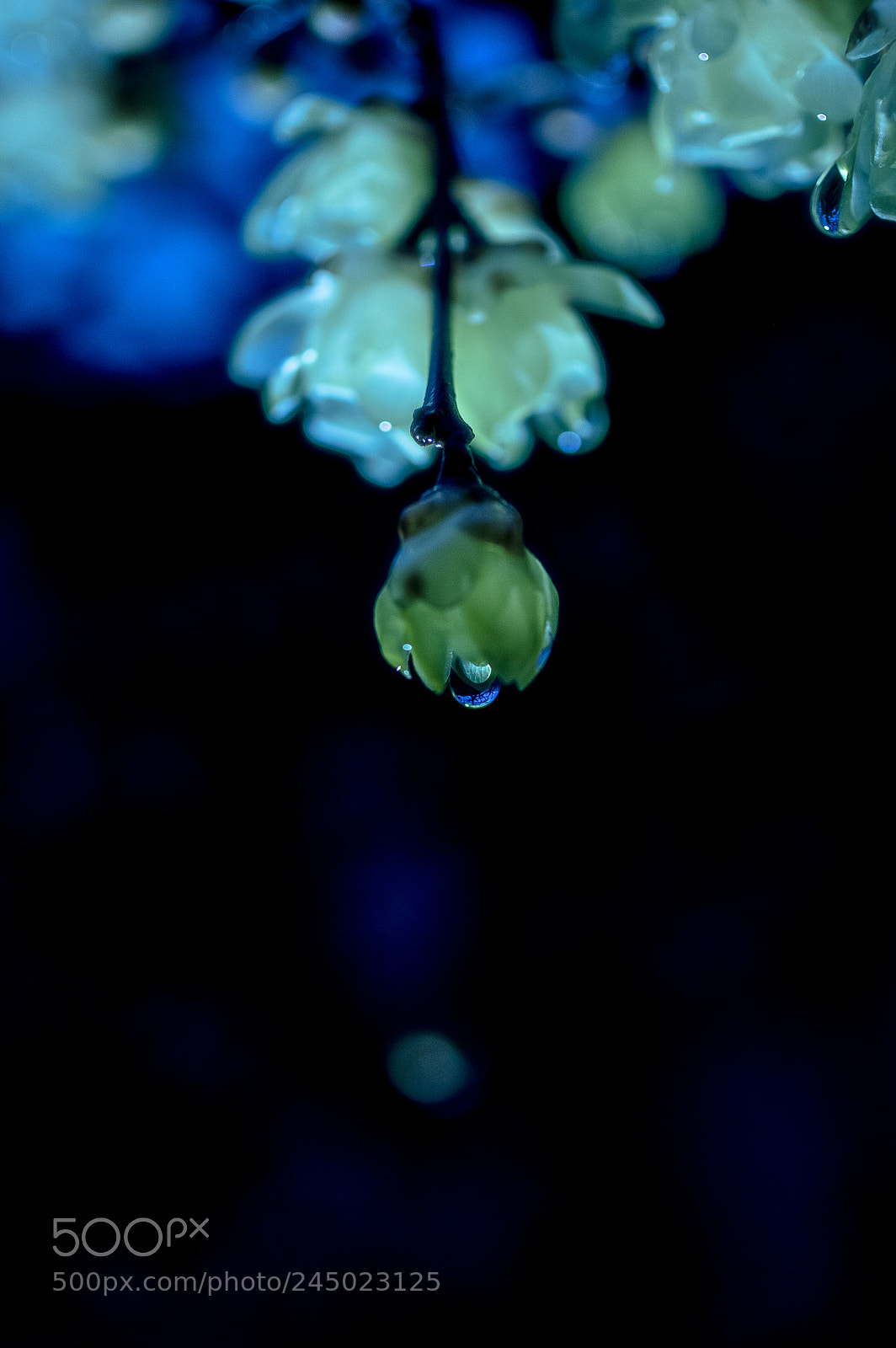 Pentax K-3 II sample photo. The raindrop of the photography
