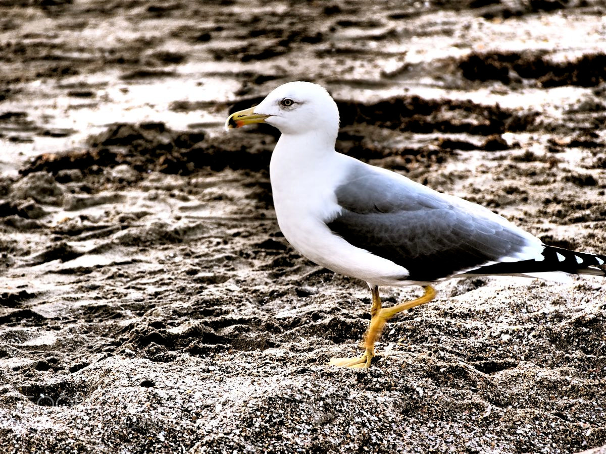 Olympus OM-D E-M5 sample photo. Goeland photography