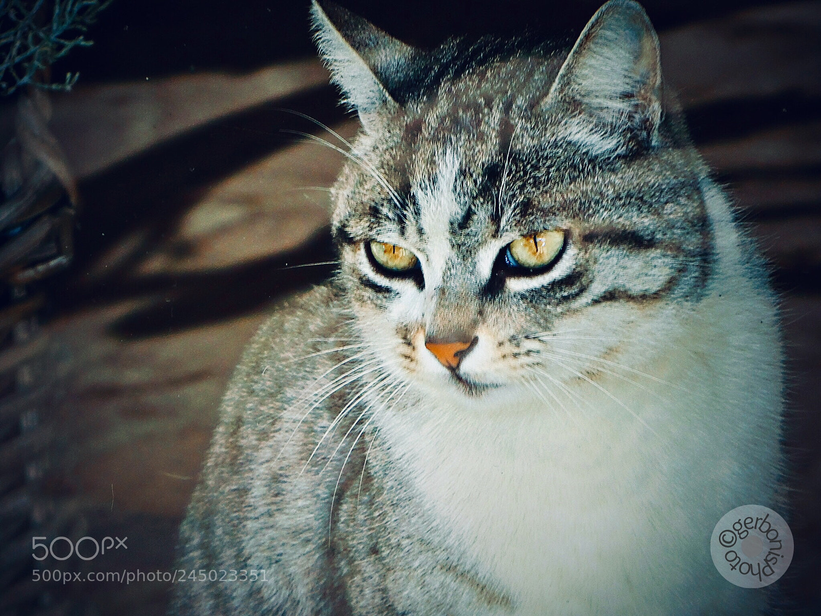 Panasonic Lumix DC-ZS70 (Lumix DC-TZ90) sample photo. A cat that swirls photography