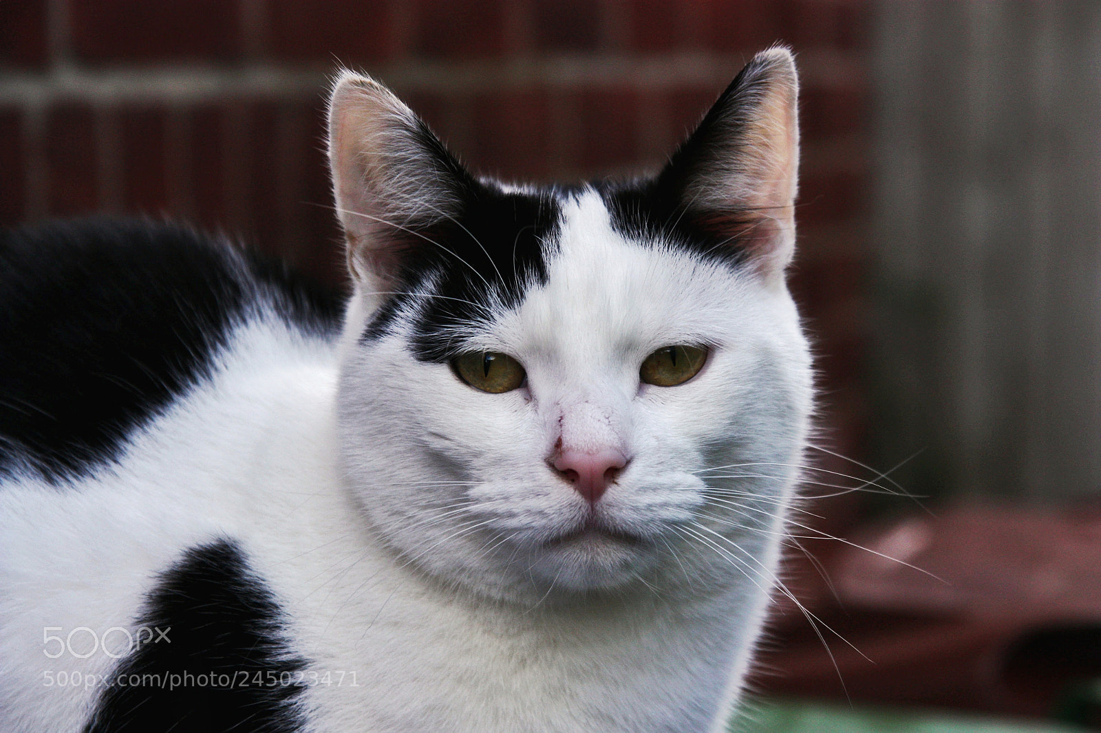 Canon EOS 450D (EOS Rebel XSi / EOS Kiss X2) sample photo. Little fighter photography