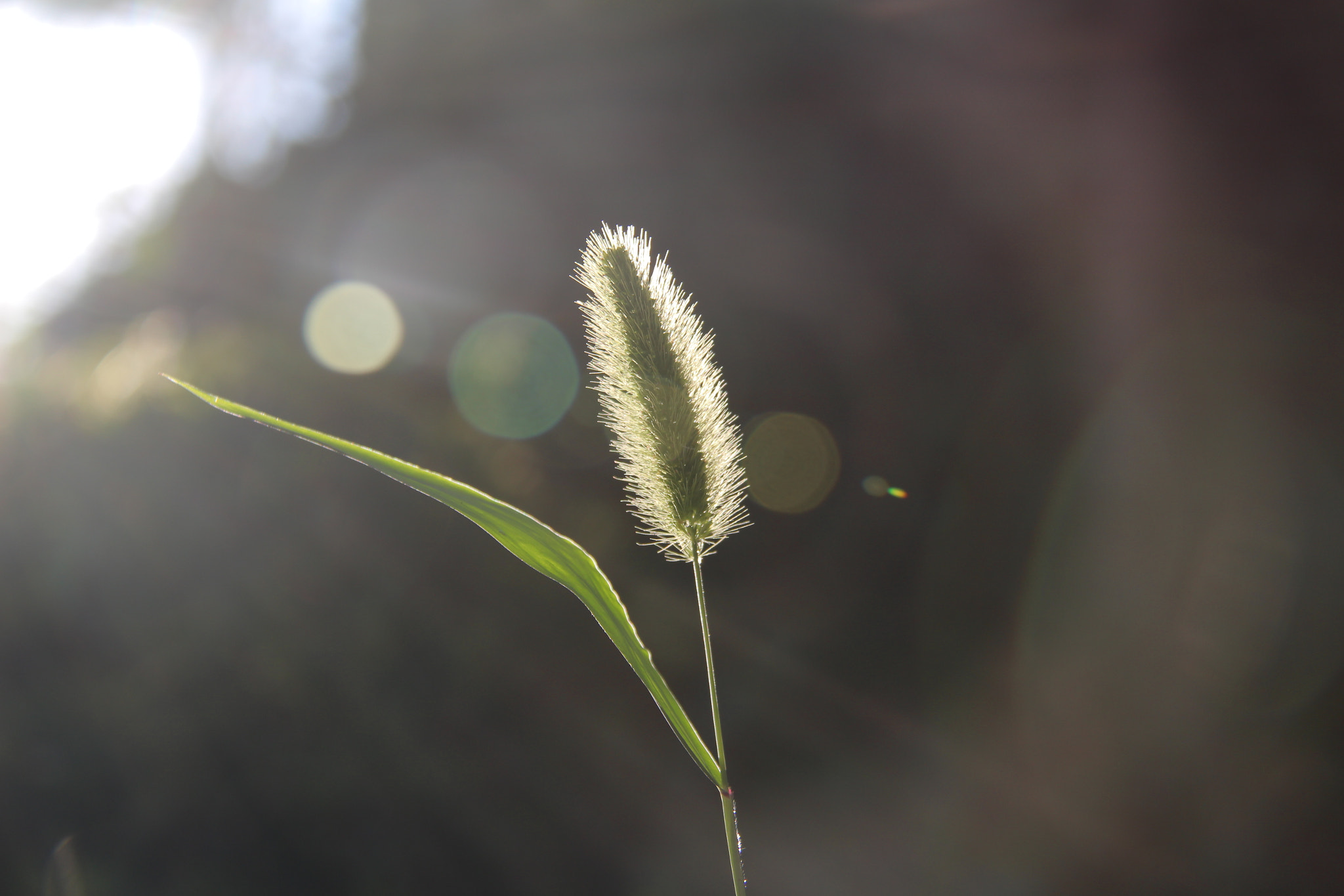 Canon EF-S 18-200mm F3.5-5.6 IS sample photo. Img photography