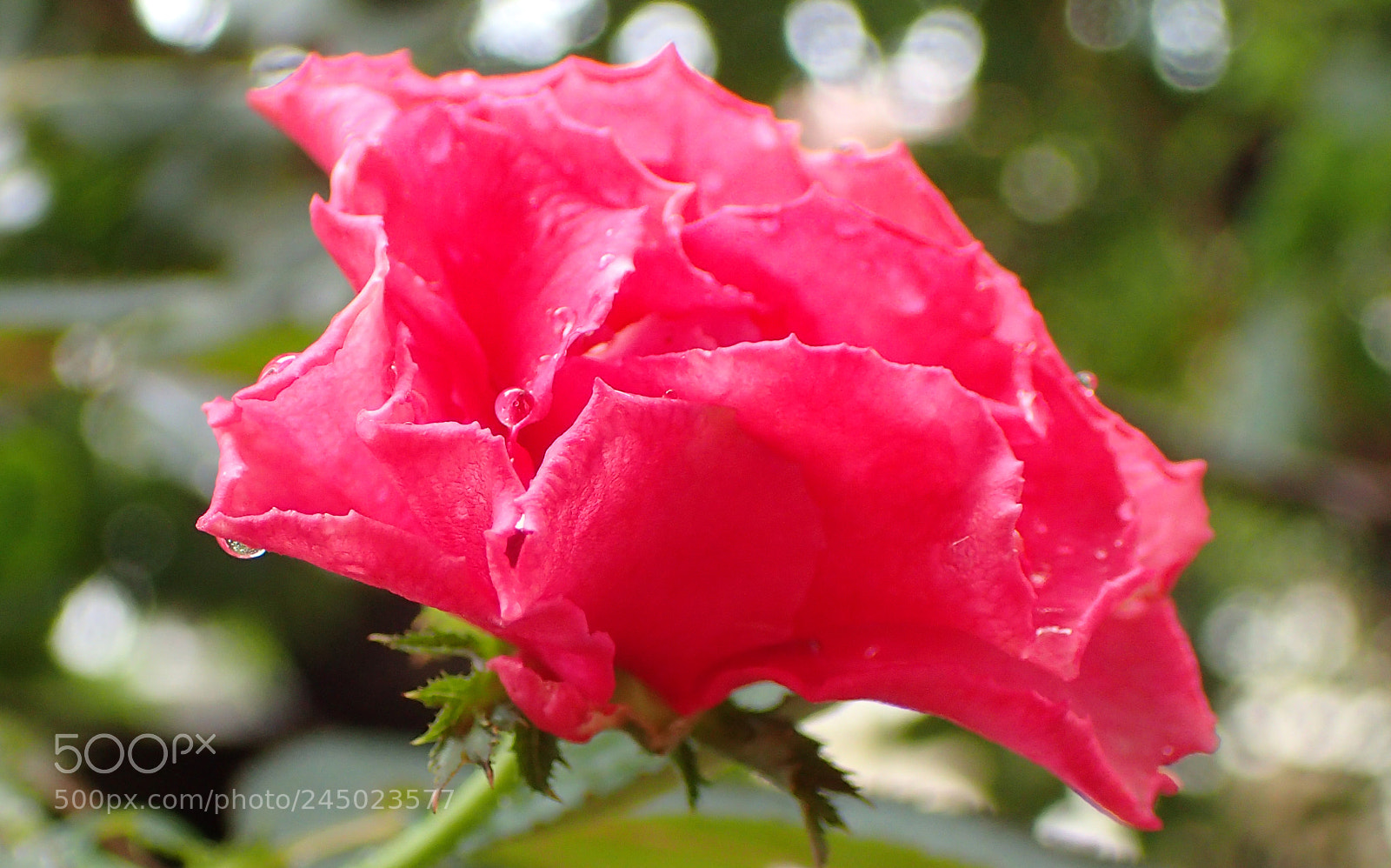 Olympus TG-4 sample photo. Clear photography