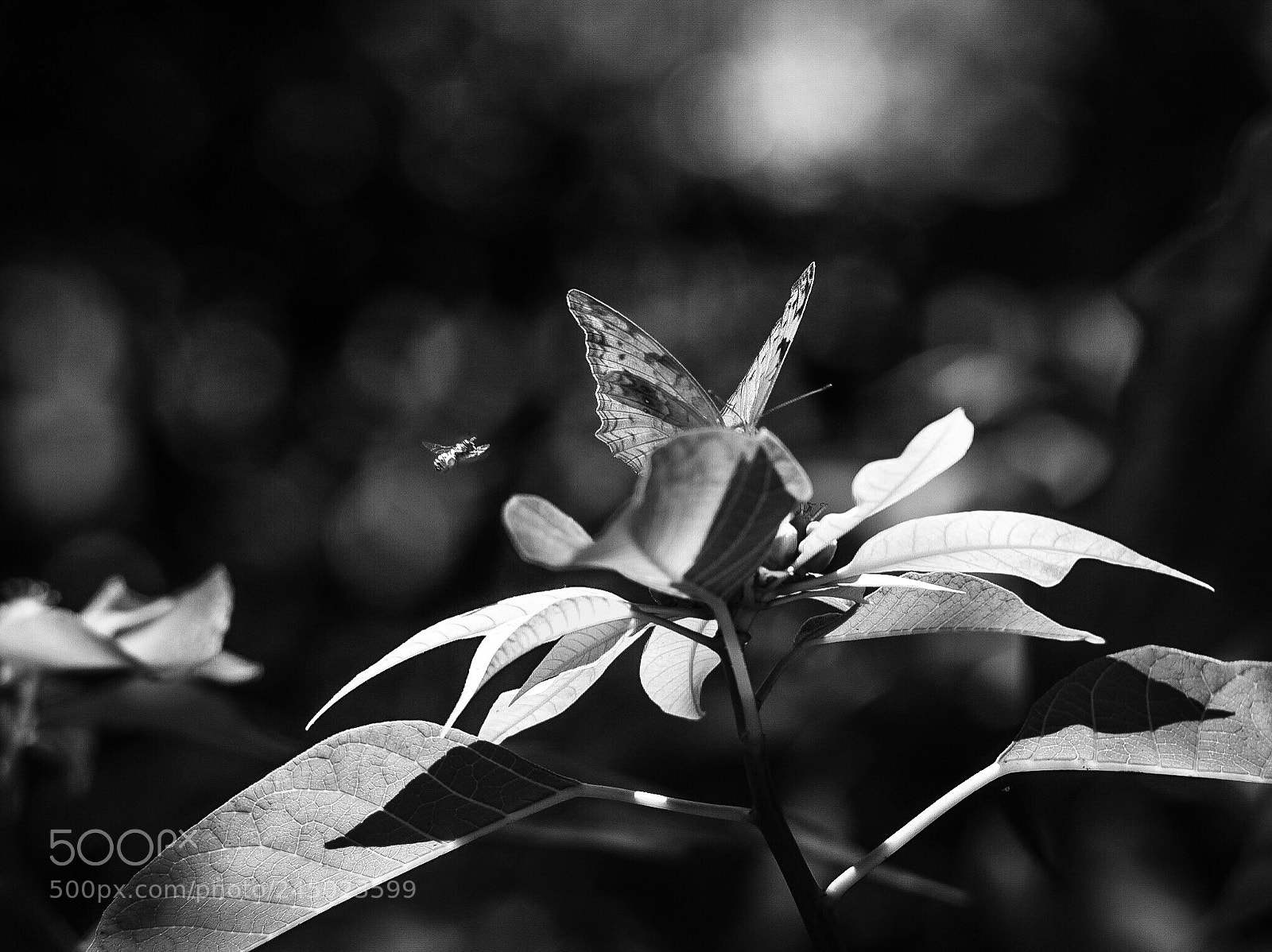 Olympus PEN-F sample photo. Arboretum, nairobi - kenya photography