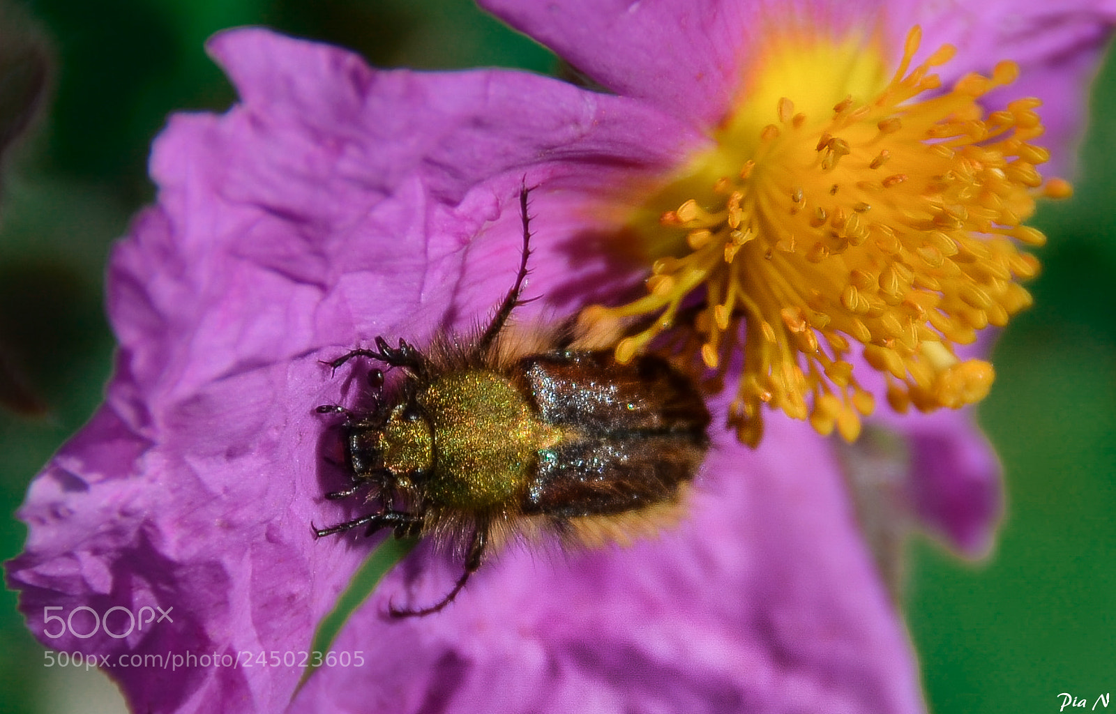 Nikon D5100 sample photo. Beetle breakfast photography