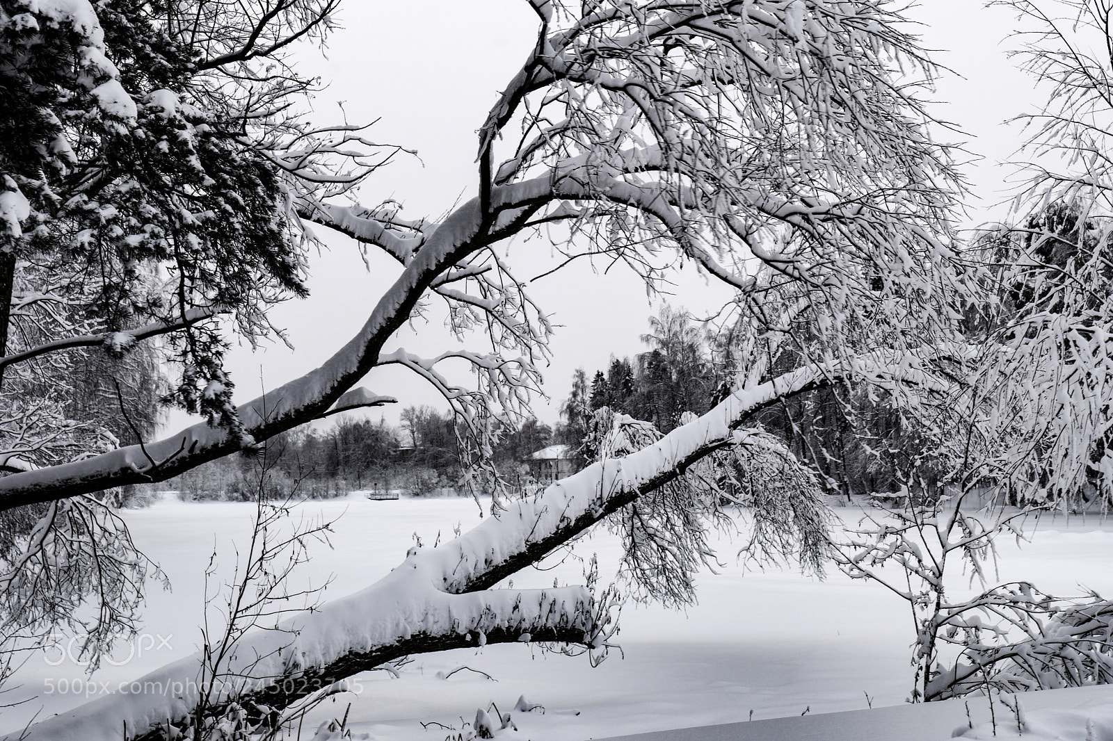 Leica SL (Typ 601) sample photo. Snowstorm photography