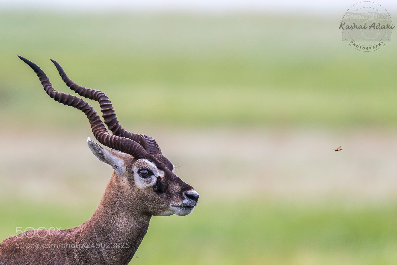 Nikon D500 sample photo. Black buck male close photography