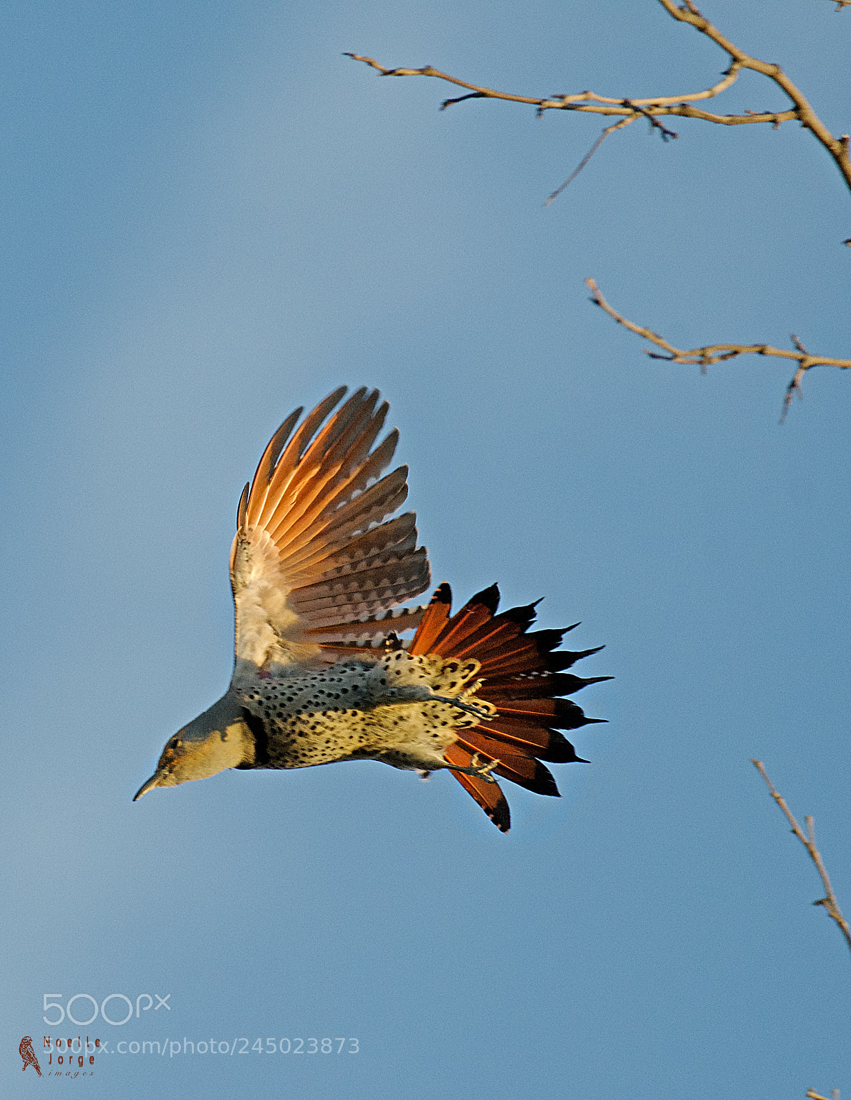 Nikon D500 sample photo. Red shafted northern flickers photography