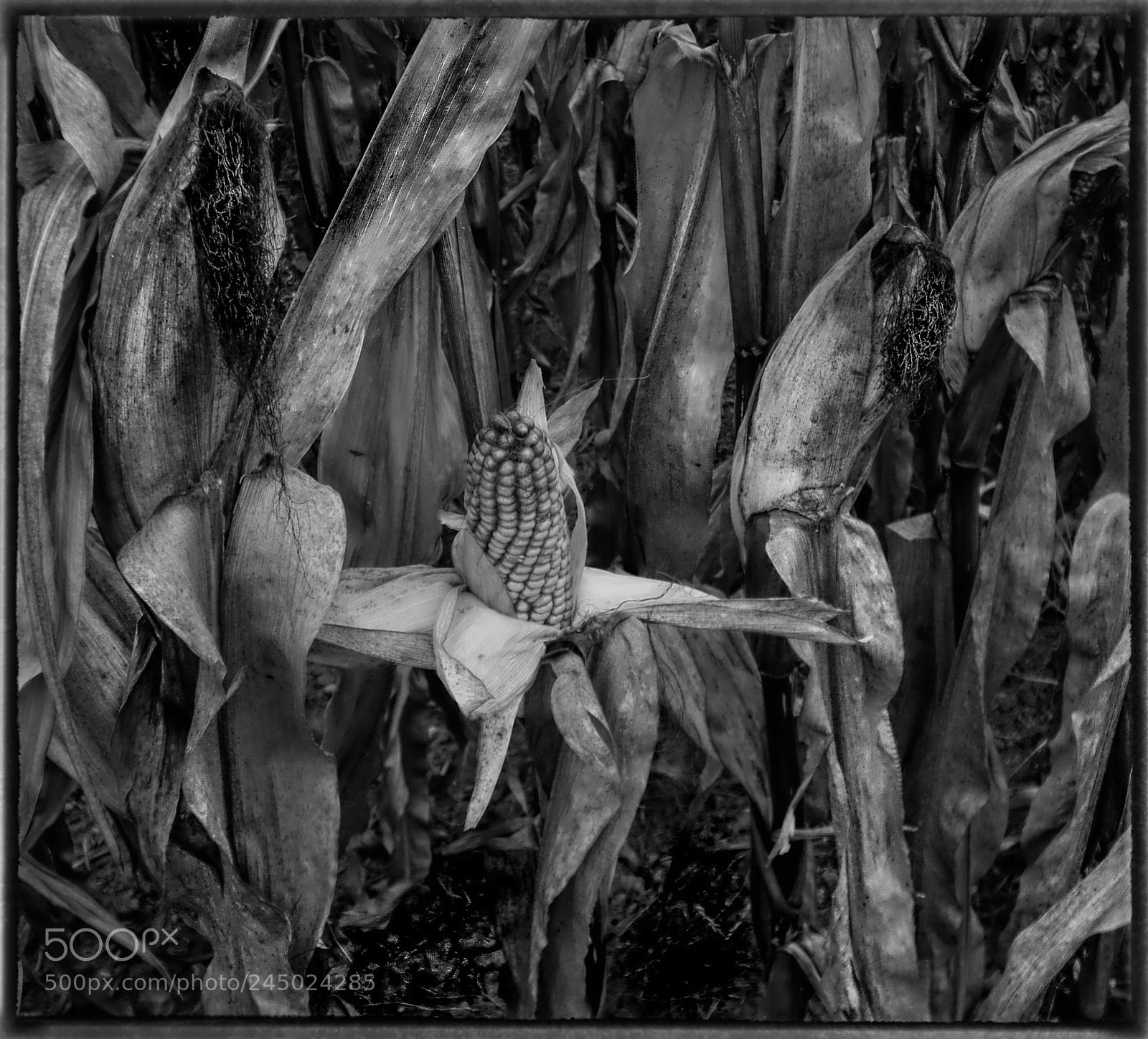 Sony DSC-W55 sample photo. Sweetcorn b/w photography