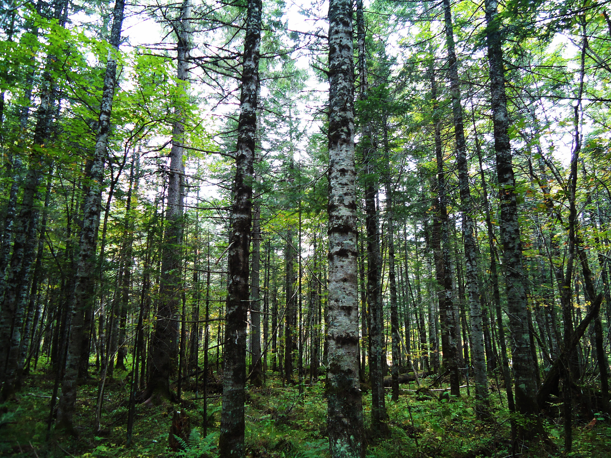Sony Cyber-shot DSC-W320 sample photo. Underground forest photography
