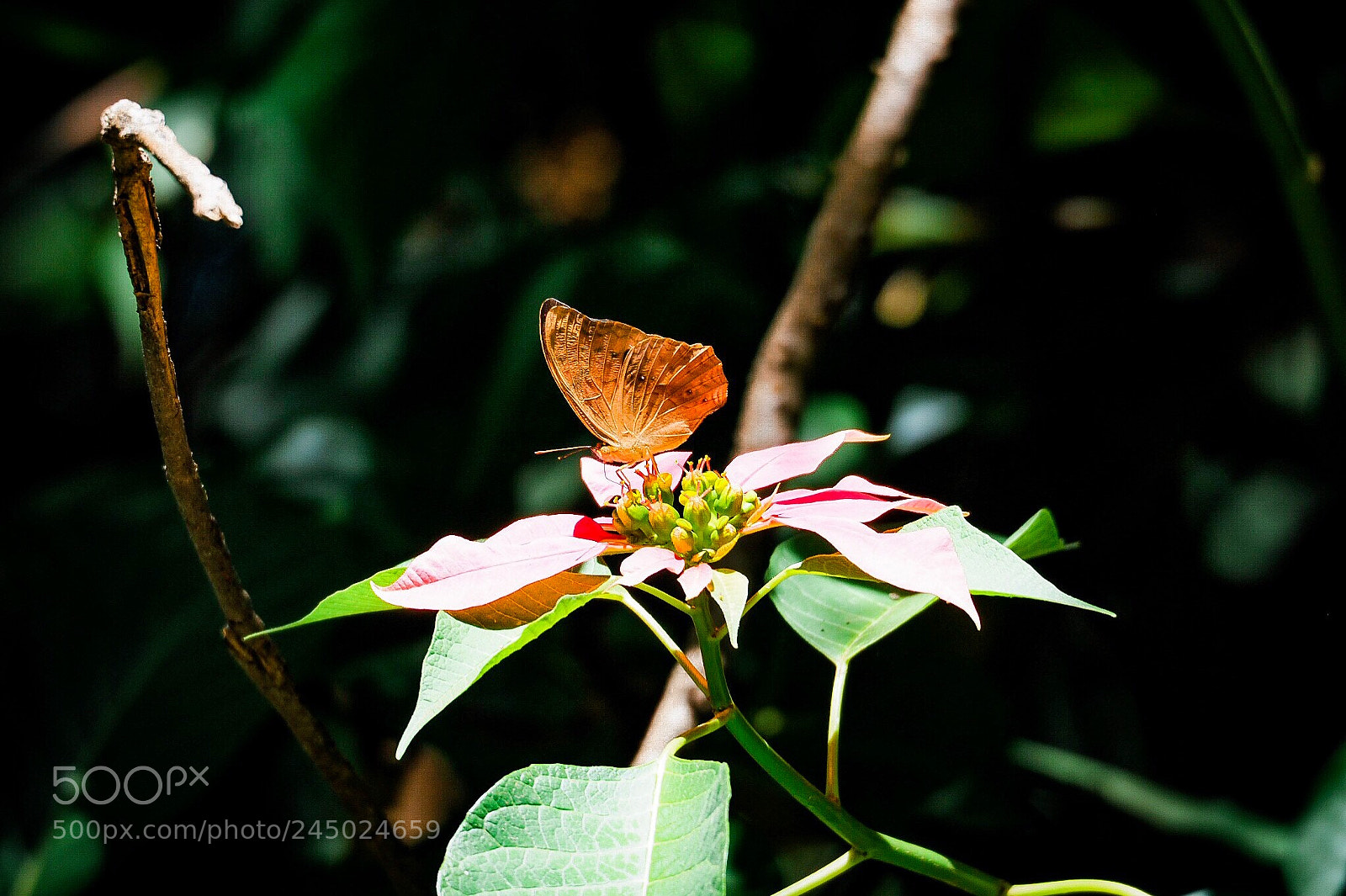Olympus PEN-F sample photo. Arboretum, nairobi - kenya photography