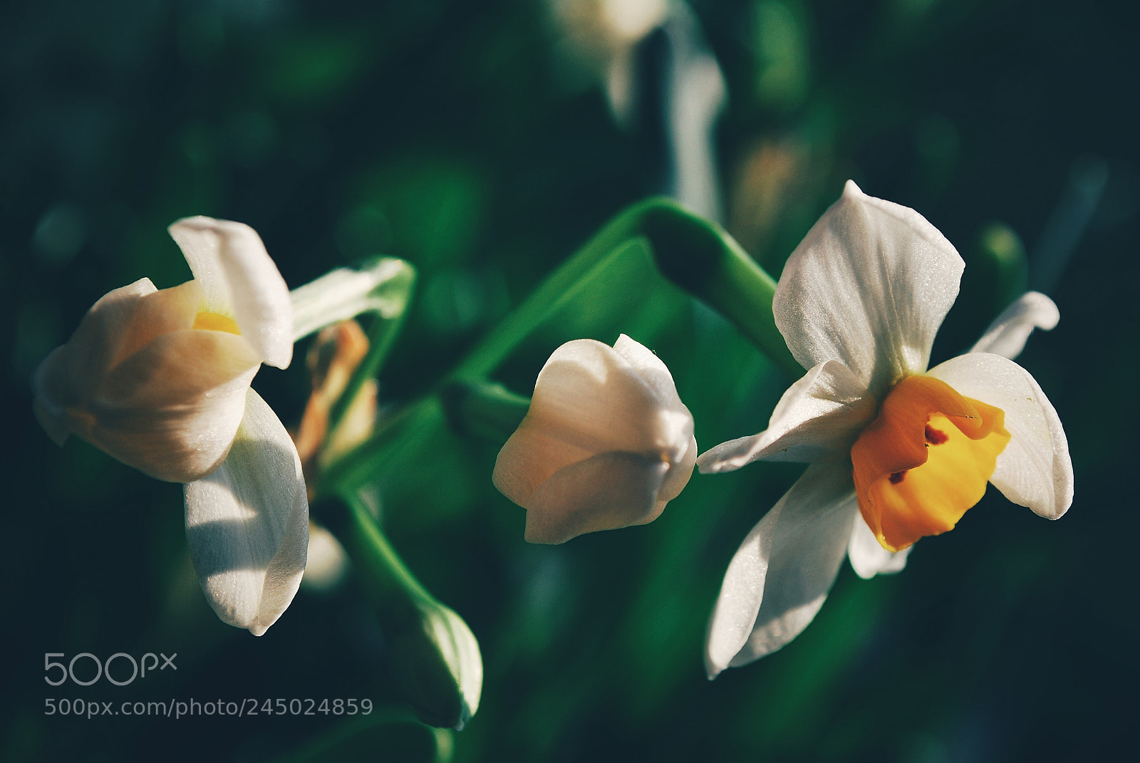 Nikon D60 sample photo. Narcissus photography