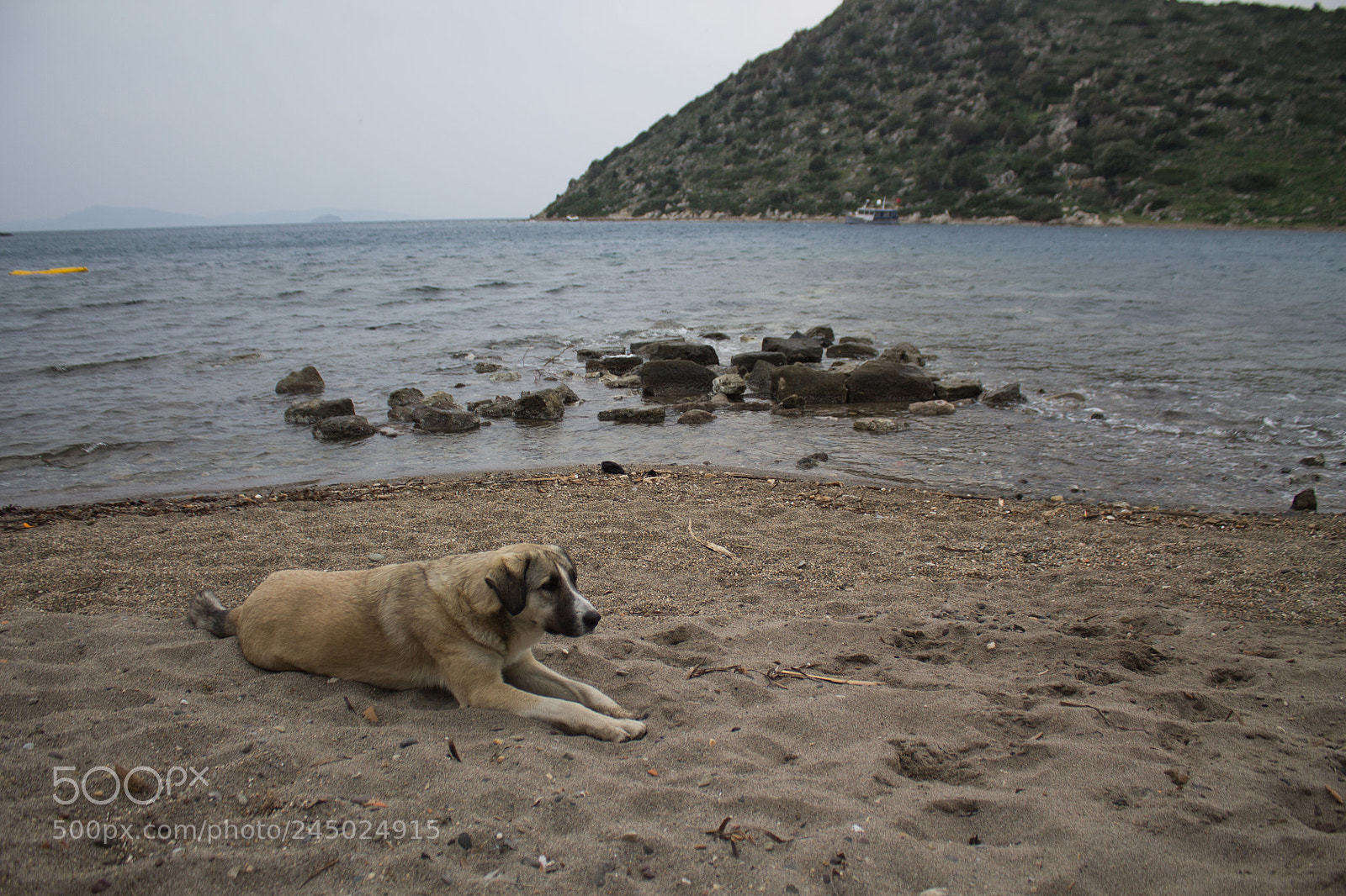 Canon EOS 1100D (EOS Rebel T3 / EOS Kiss X50) sample photo. Dog and  sea photography