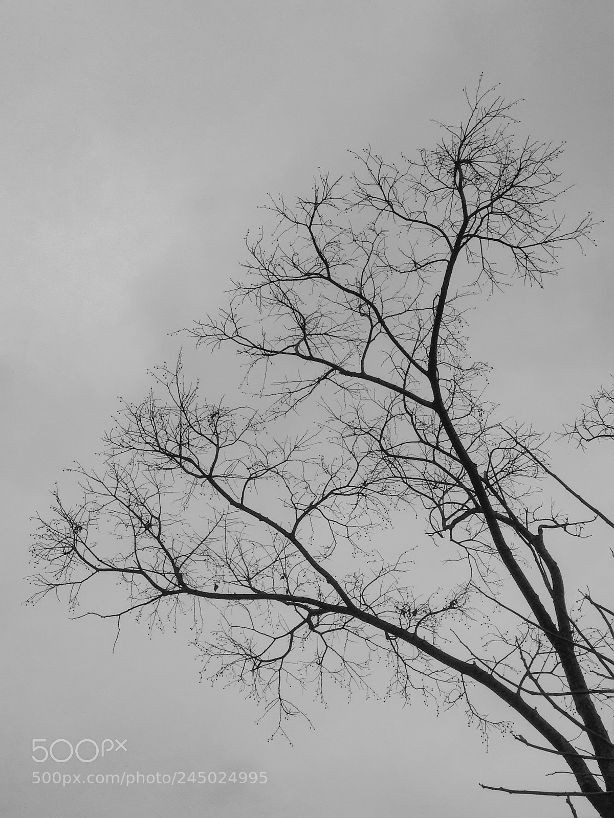 Apple iPhone 5 sample photo. Untitled photography