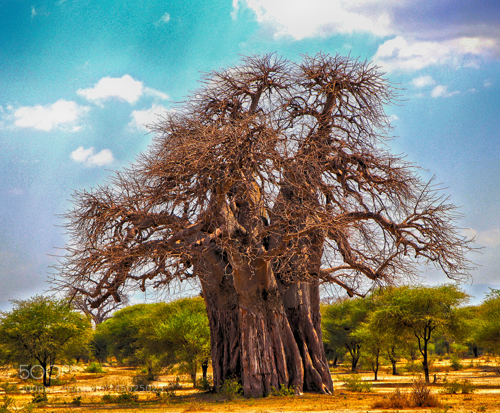 Canon EOS 77D (EOS 9000D / EOS 770D) sample photo. Baobab tree photography