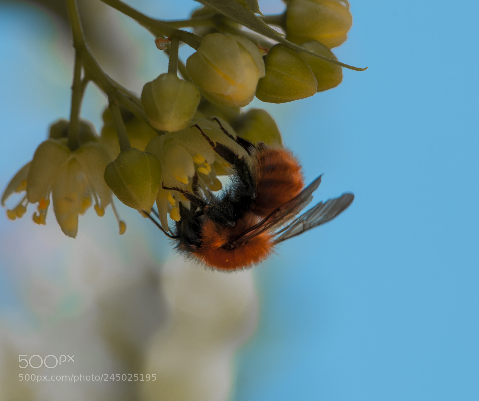Nikon D90 sample photo. Beesy life photography