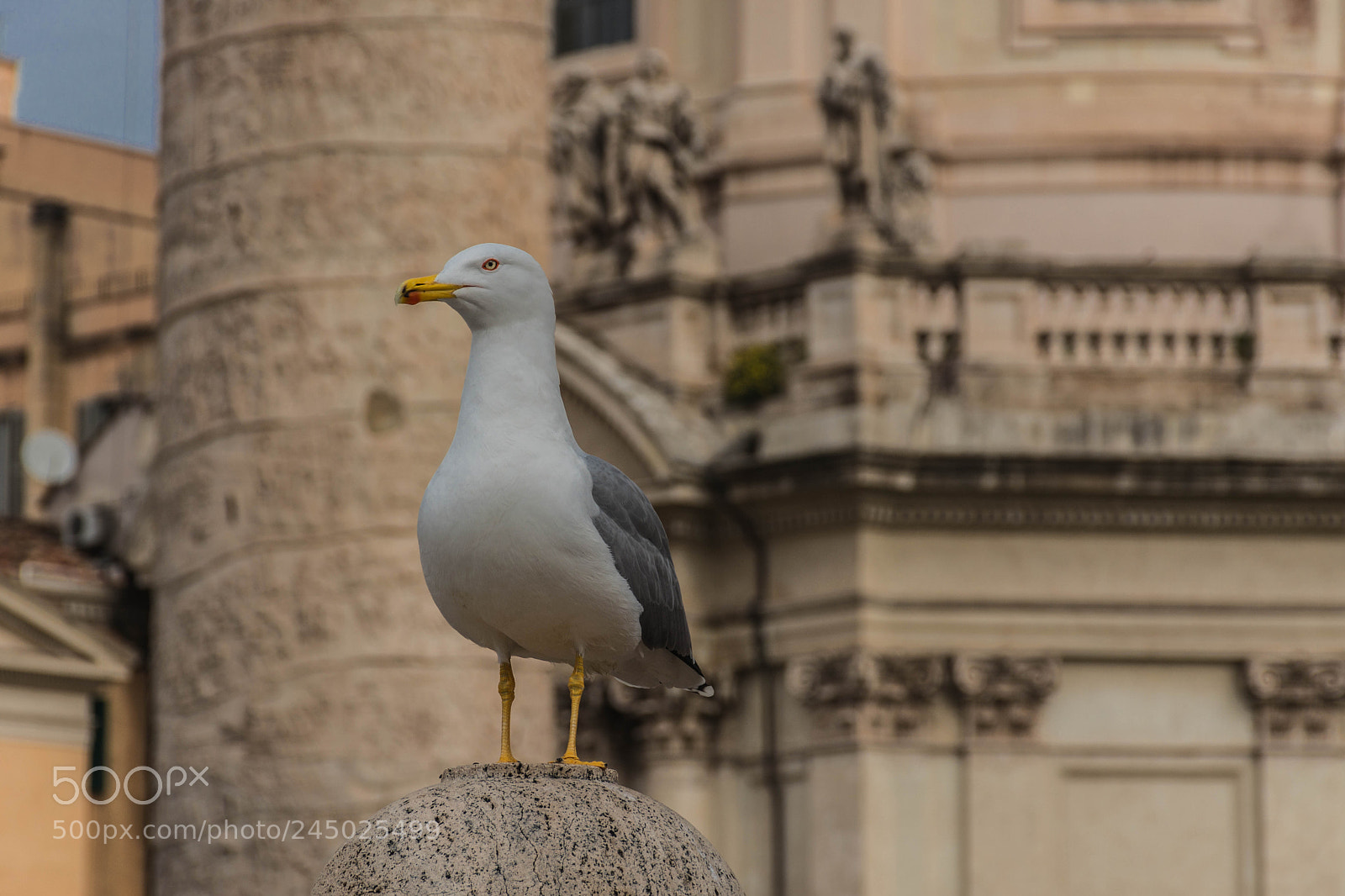Nikon D7100 sample photo. Gabbiani di roma photography