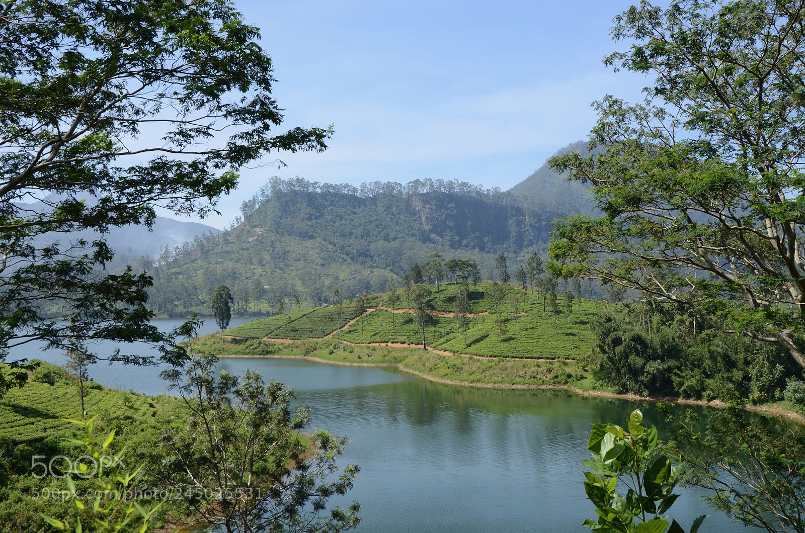 Nikon D7000 sample photo. Sri lanka's tea plantations photography