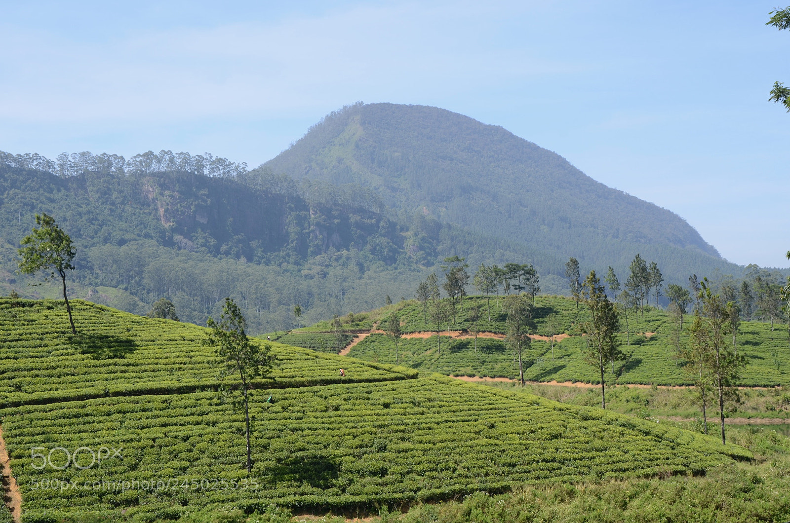 Nikon D7000 sample photo. Sri lanka's tea plantations photography