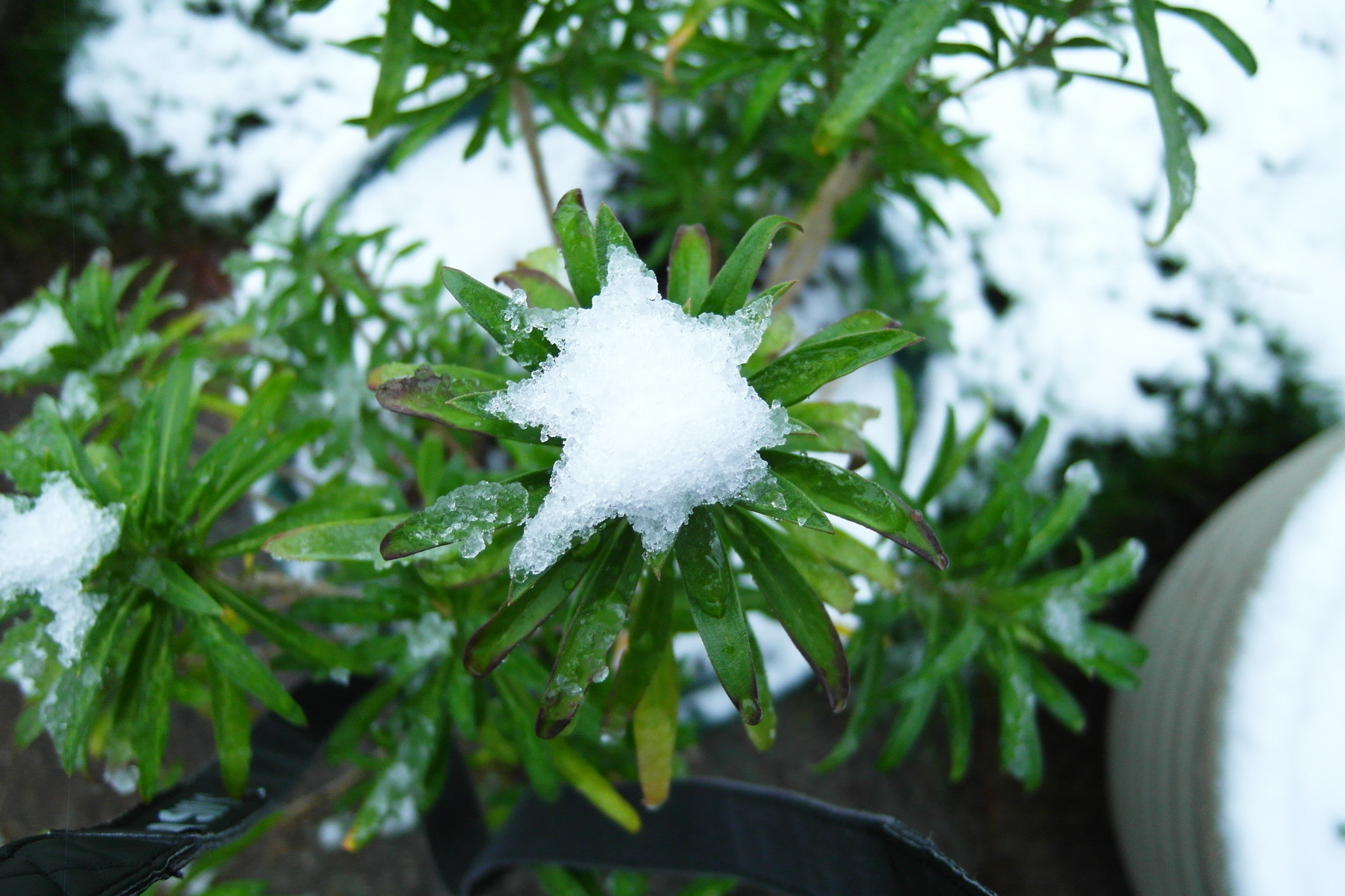 Samsung EX1 sample photo. Snow time photography