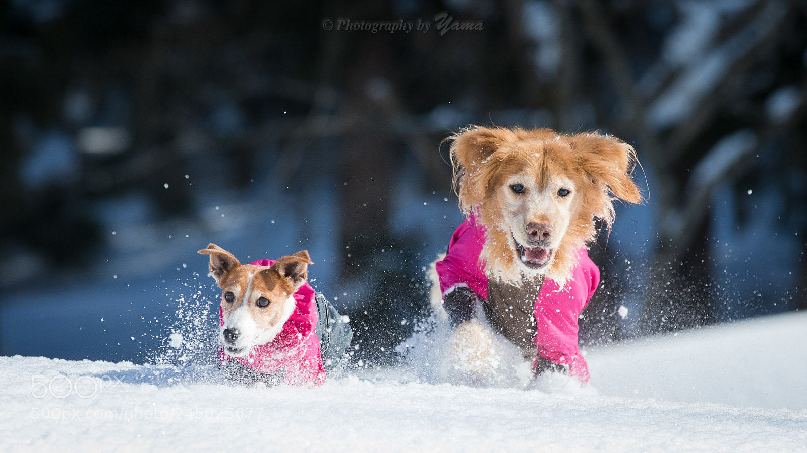 Canon EOS-1D X sample photo. Two dog photography