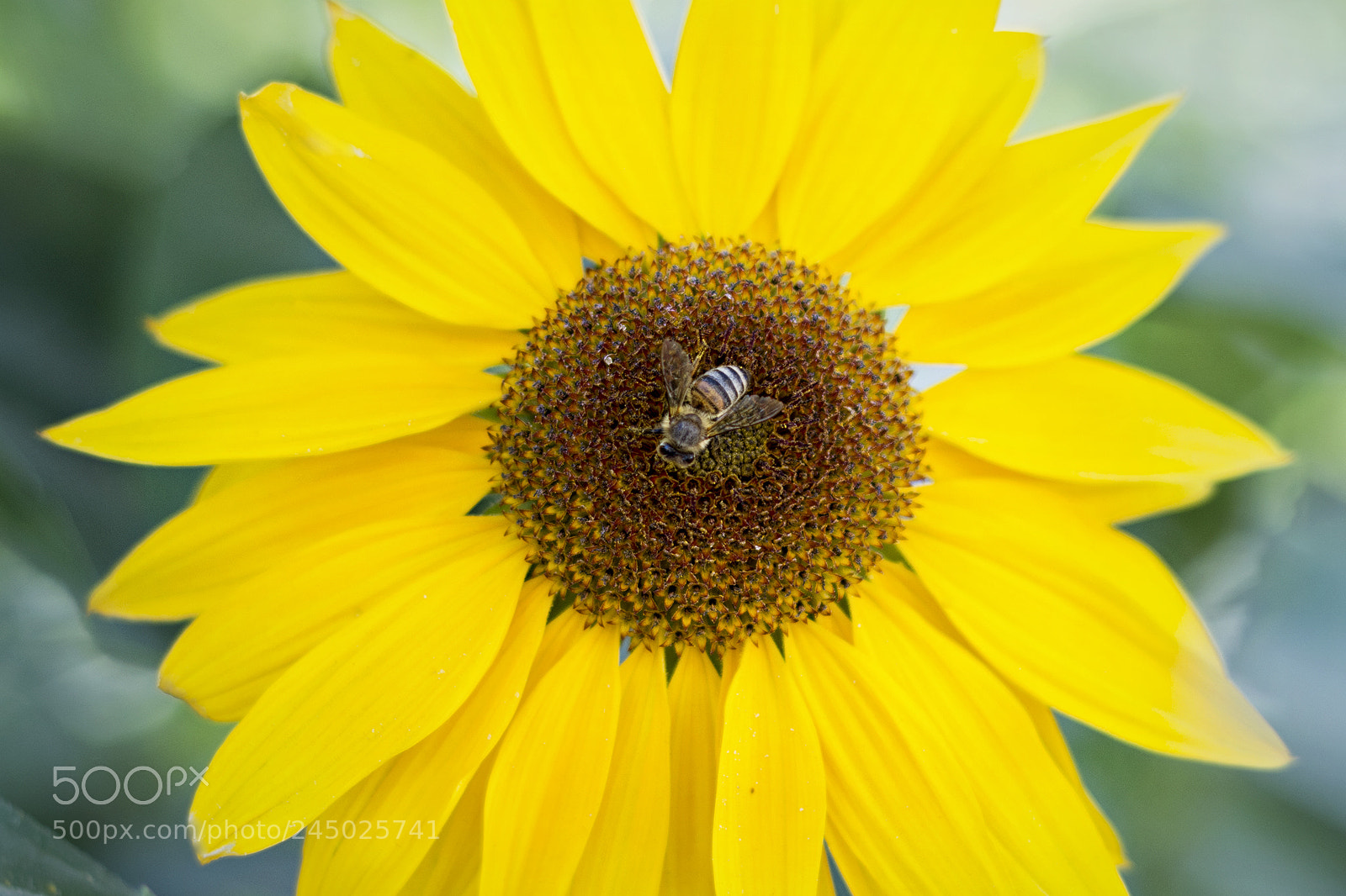 Nikon D7100 sample photo. Sunflower and a bee photography