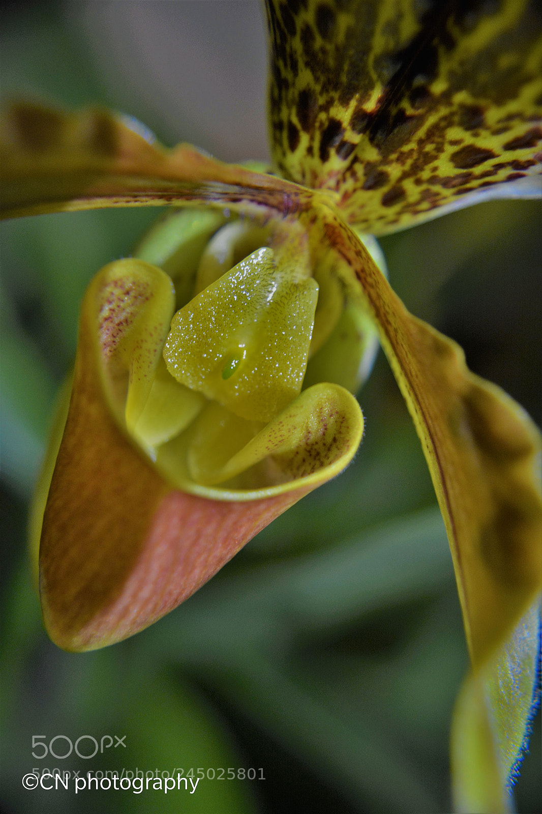 Nikon D5200 sample photo. Untitled photography