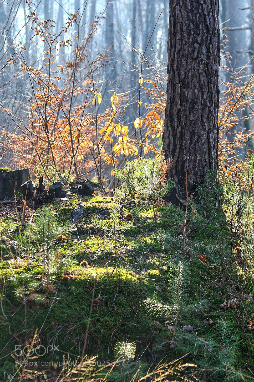 Canon EOS 60D sample photo. In a forest photography