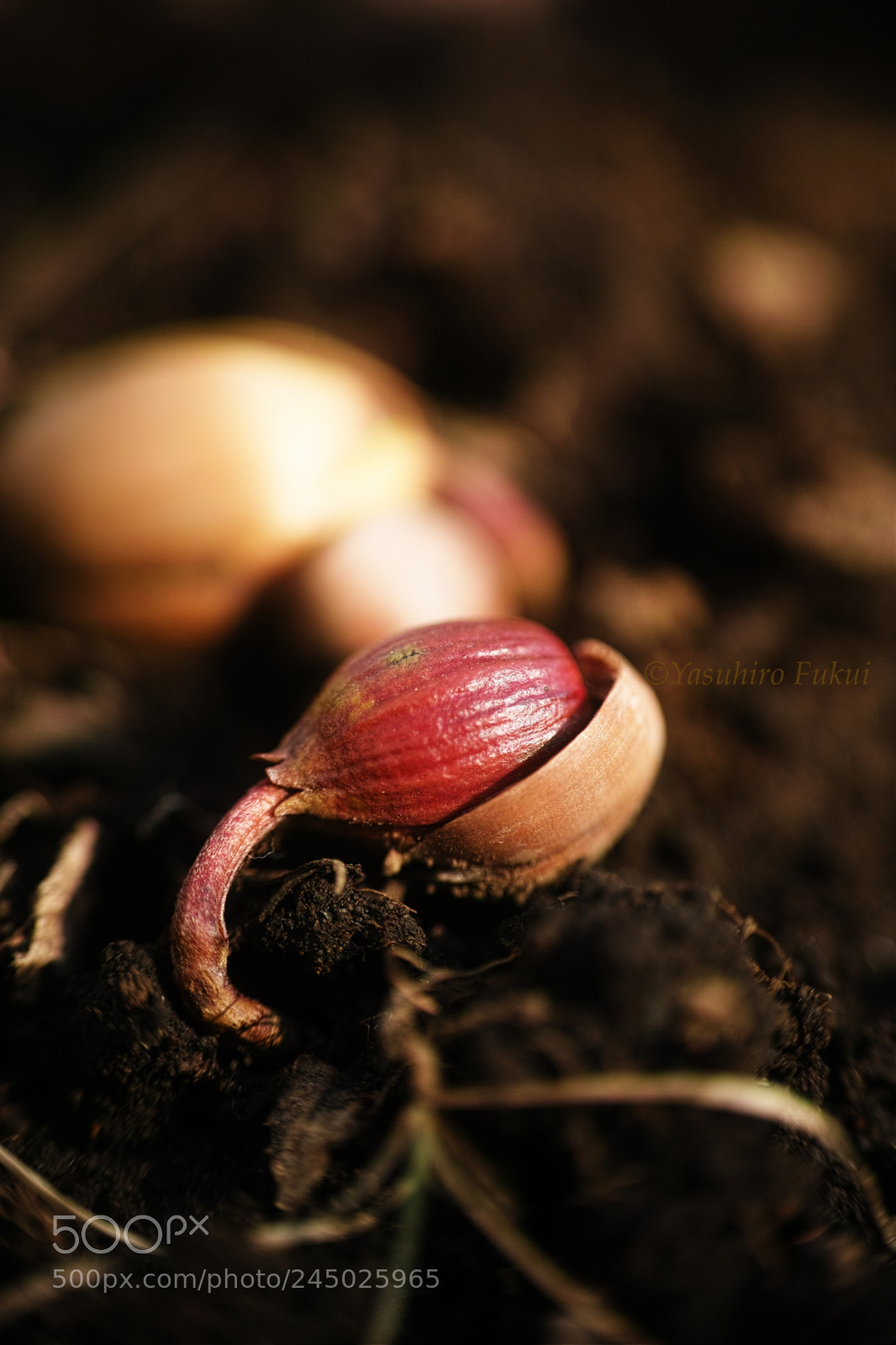 Sigma DP3 Merrill sample photo. Acorn photography