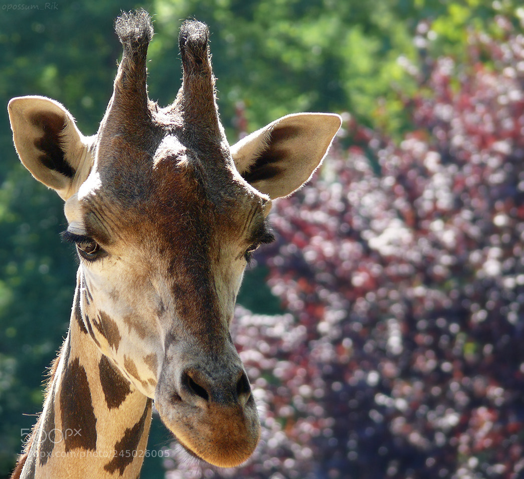 Panasonic DMC-FZ50 sample photo. Giraffe portrait photography