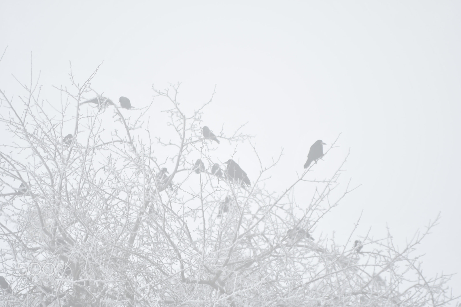 Nikon D500 + Sigma 70-200mm F2.8 EX DG OS HSM sample photo. A cold and foggy day photography