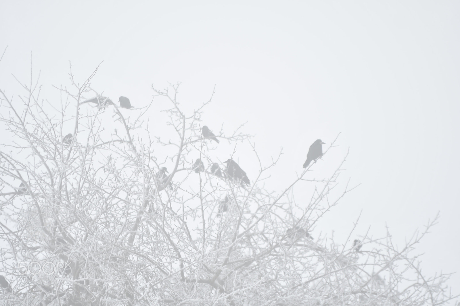 Sigma 70-200mm F2.8 EX DG OS HSM sample photo. A cold and foggy day photography