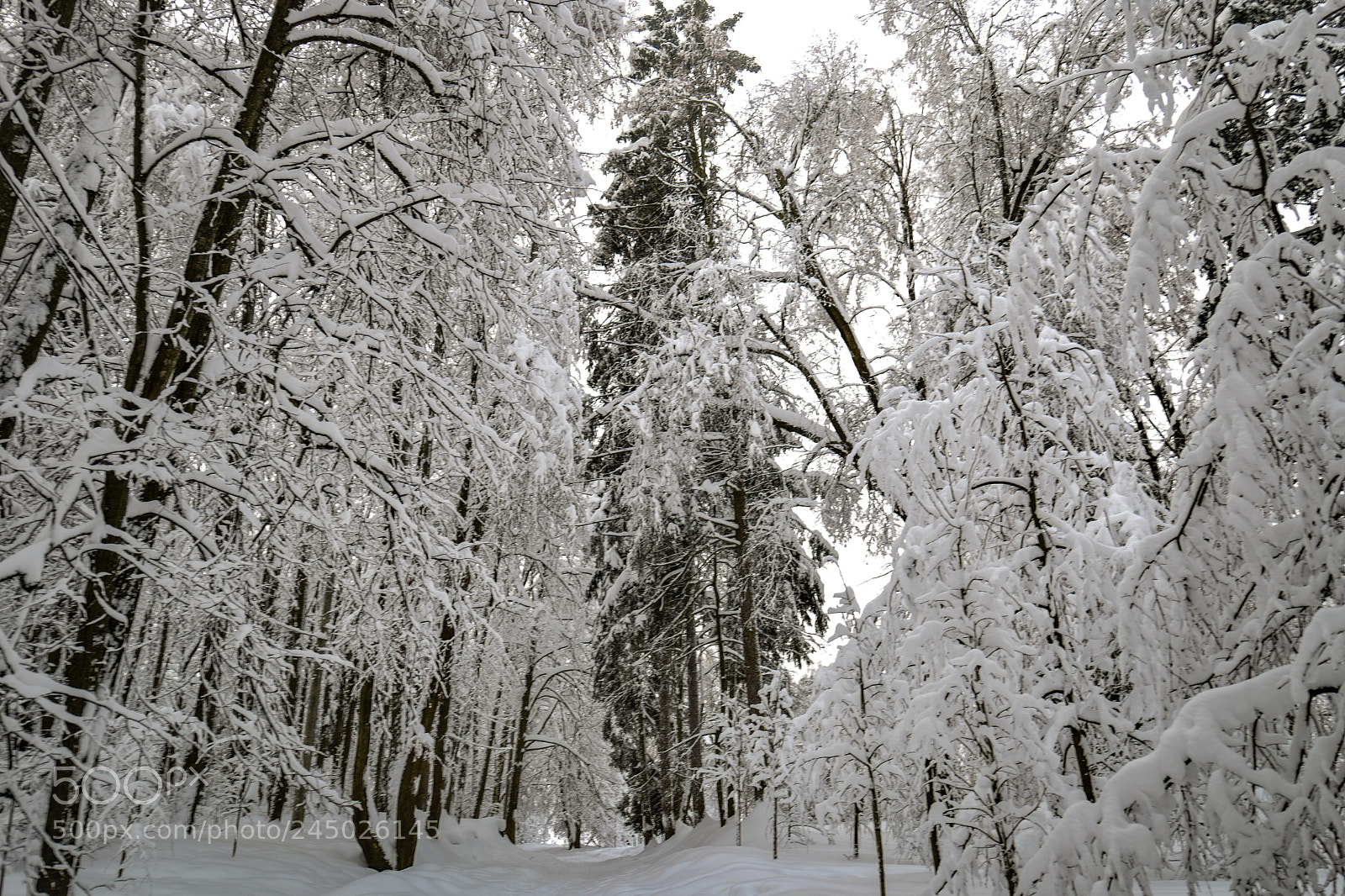 Leica SL (Typ 601) sample photo. Snowstorm photography