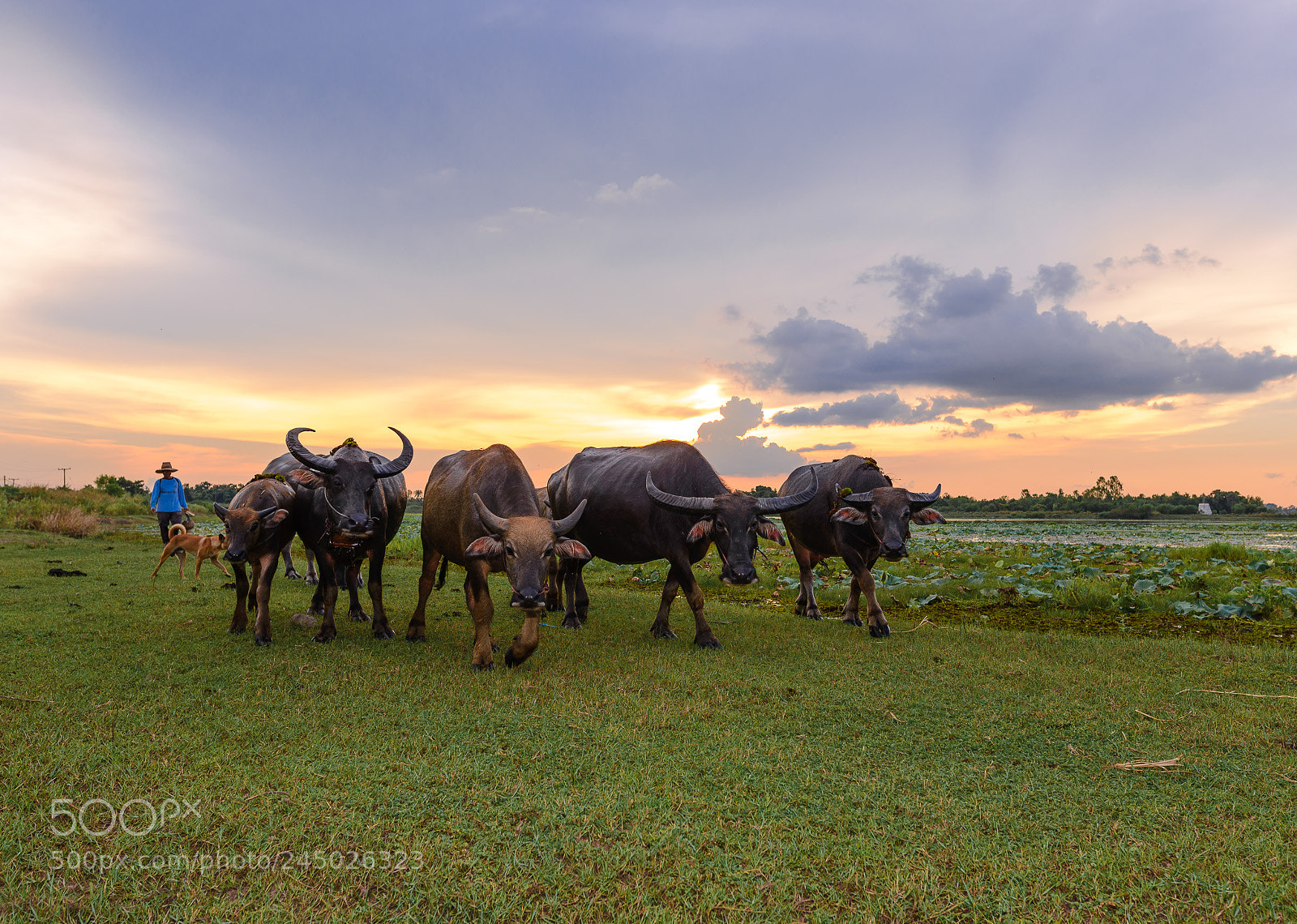 Nikon D610 sample photo. Buffalo photography