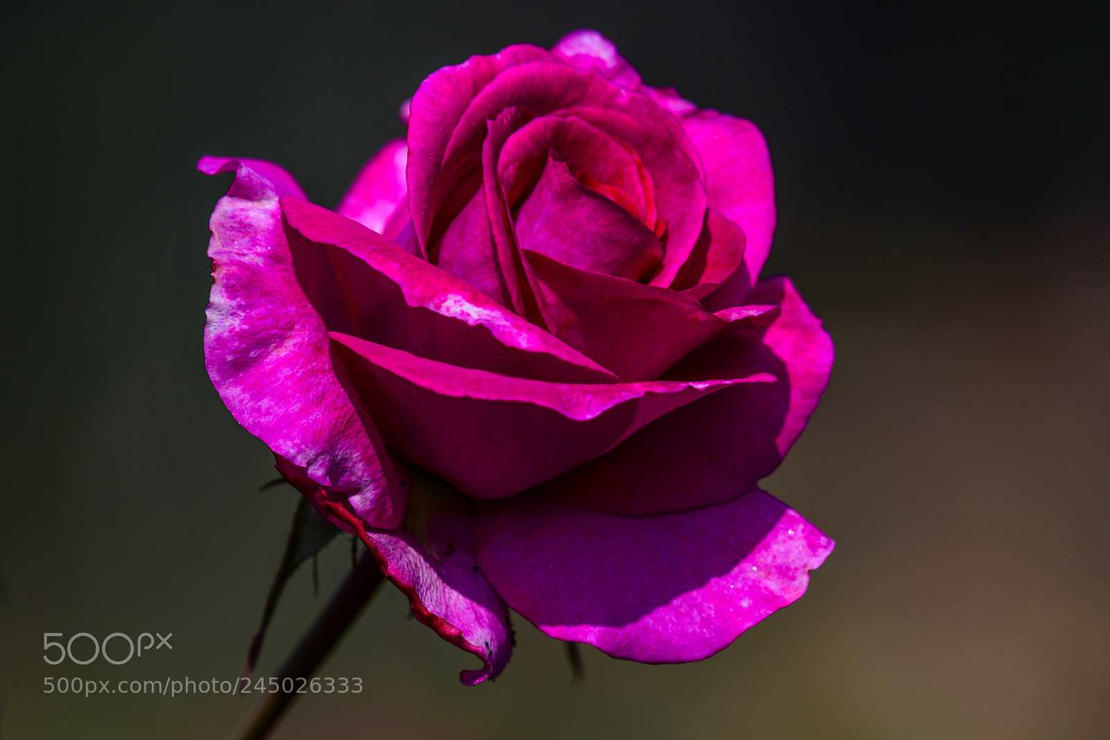 Nikon D850 sample photo. Pink photography