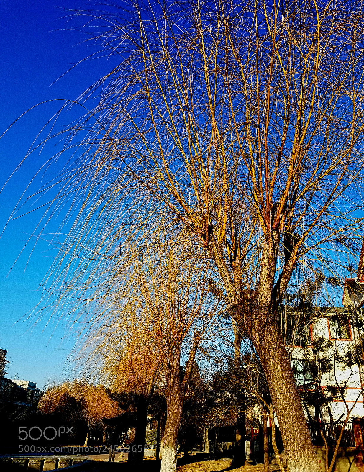 Samsung Galaxy S7 Edge sample photo. Trees in winter photography