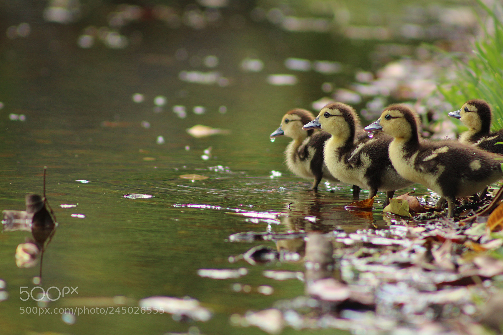 Canon EOS 1200D (EOS Rebel T5 / EOS Kiss X70 / EOS Hi) sample photo. Three sweet ducklings at photography