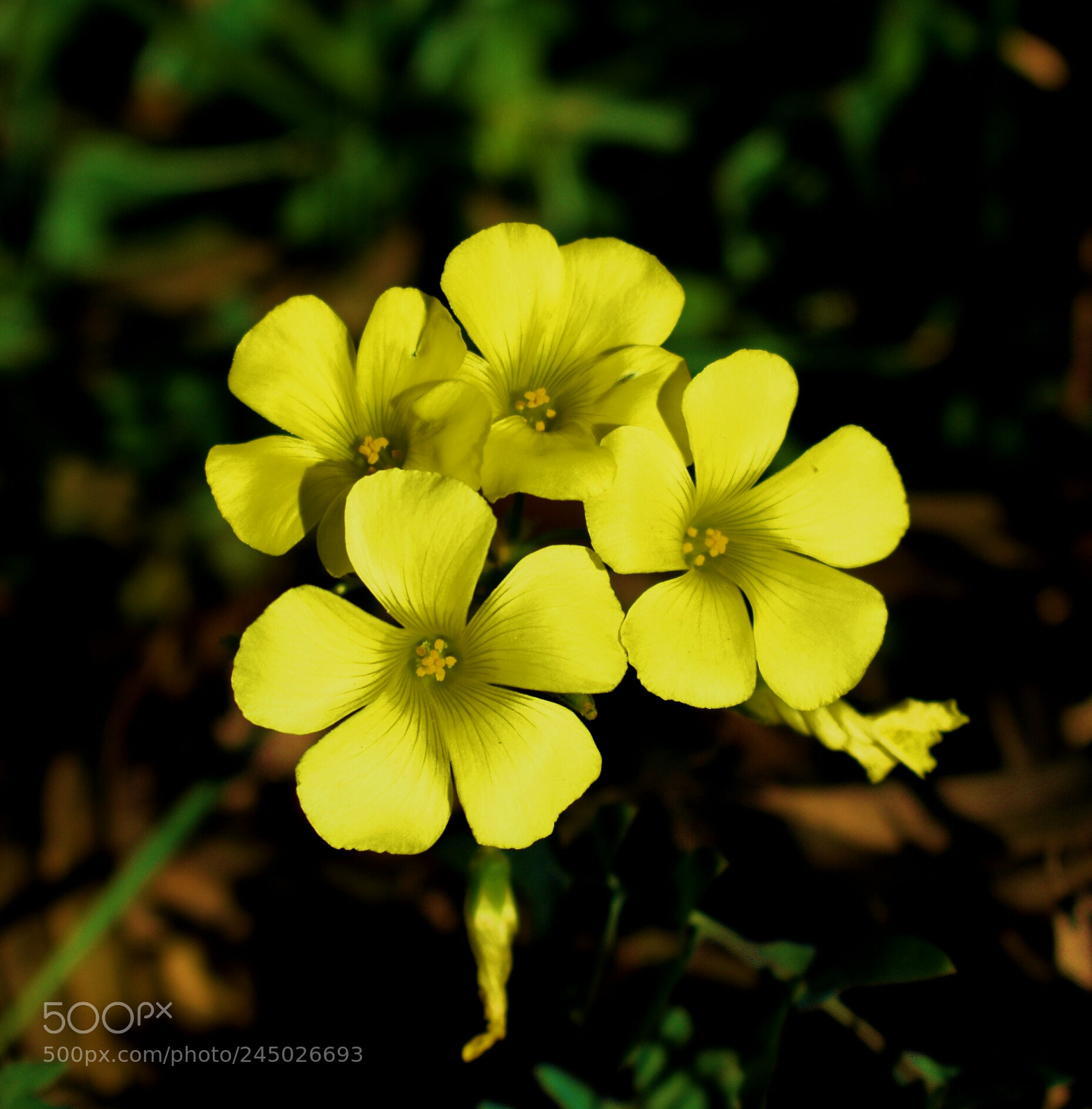Nikon D3400 sample photo. Yellow photography