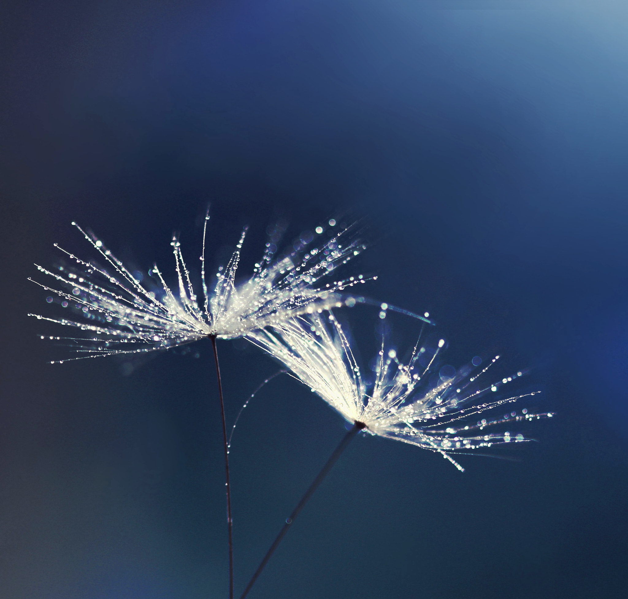 Canon EF 100mm F2.8 Macro USM sample photo. Everlasting photography