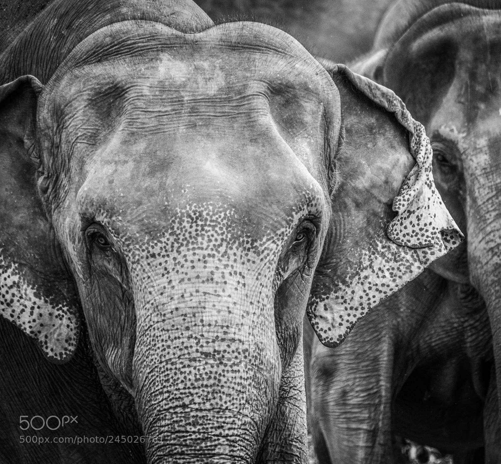 Canon EOS 550D (EOS Rebel T2i / EOS Kiss X4) sample photo. Elephant in sri lanka photography