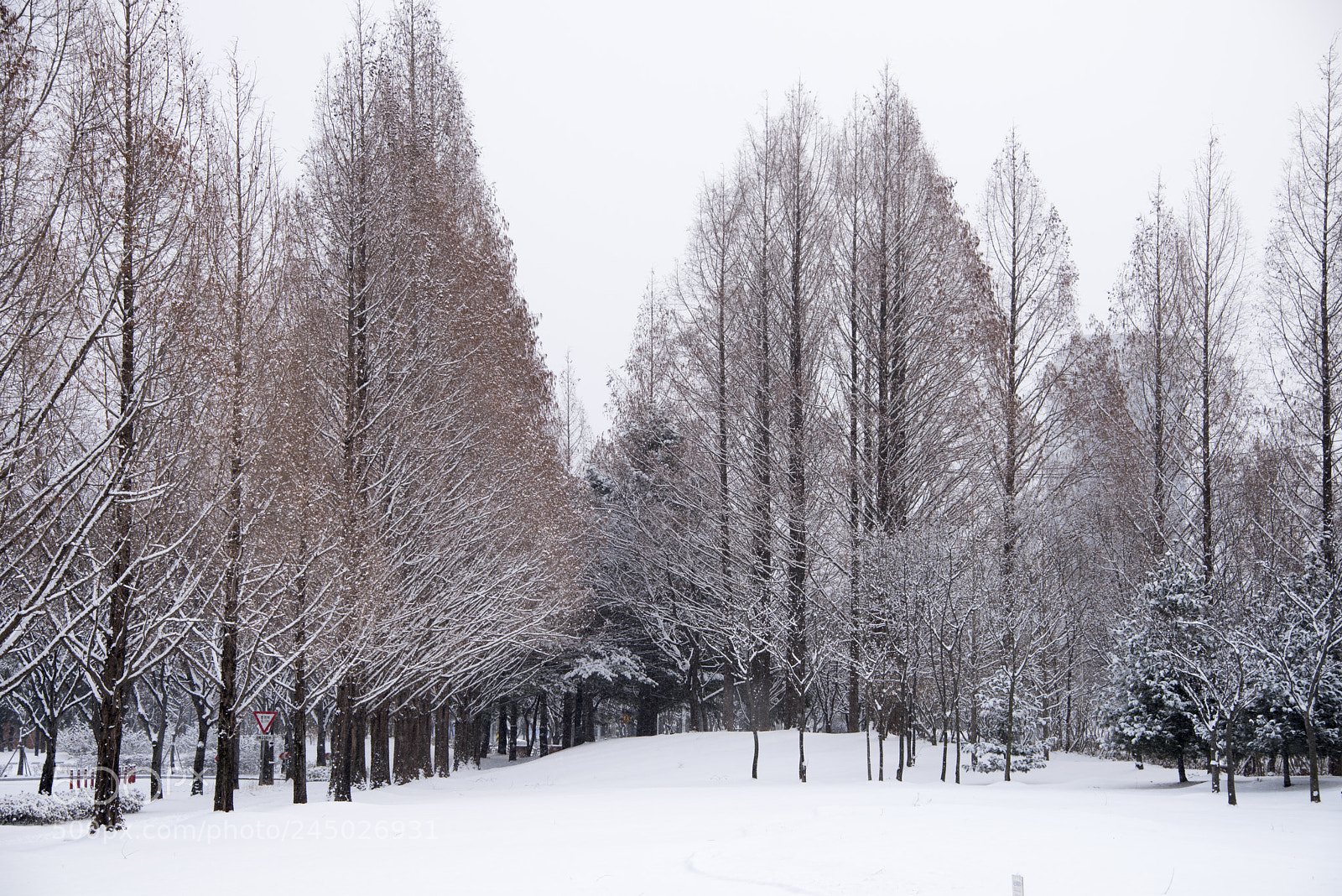 Nikon D810 sample photo. Winter sketch photography