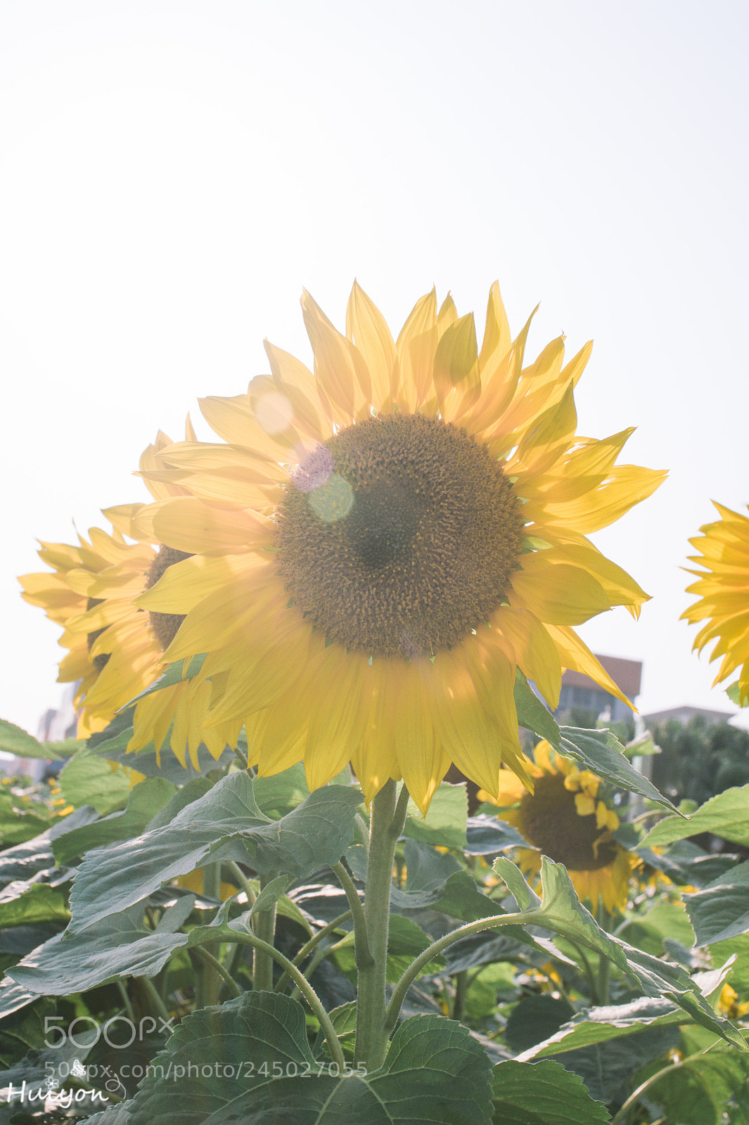 Nikon D700 sample photo. Untitled photography