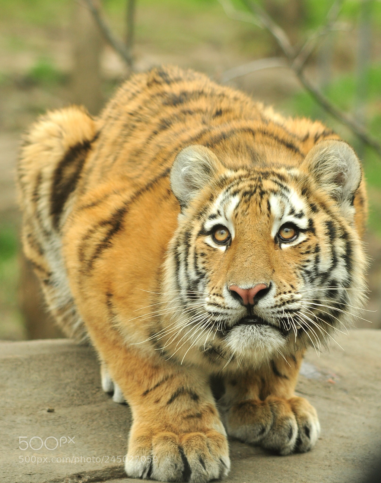 Nikon D90 sample photo. Amur tiger cub.bronx zoo photography